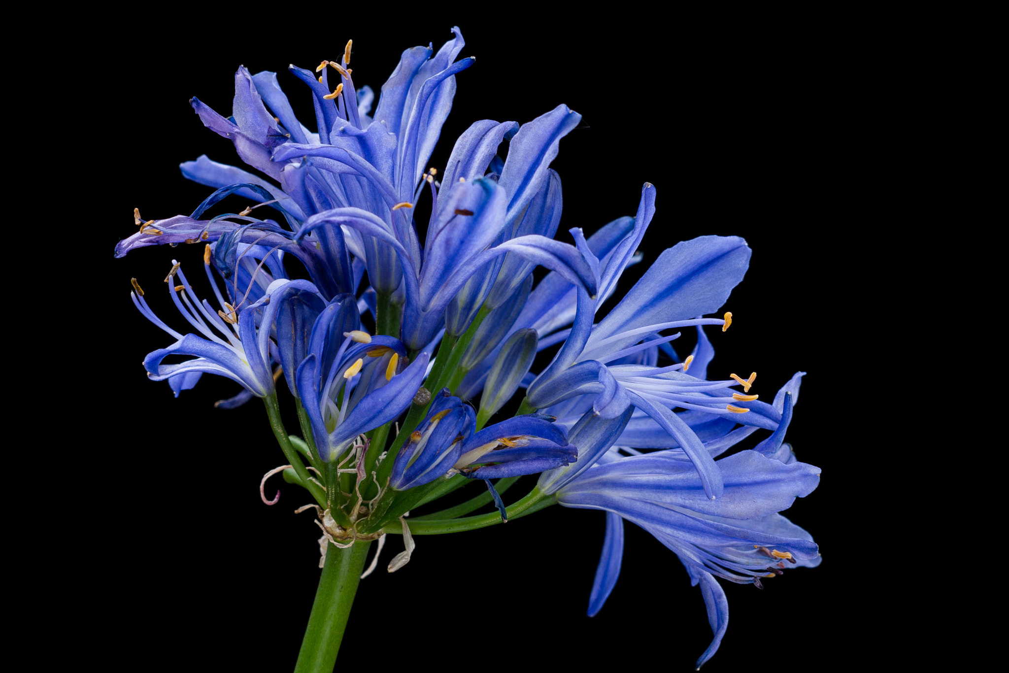 Sony Sonnar T* 135mm F1.8 ZA sample photo. Agapanthus. photography