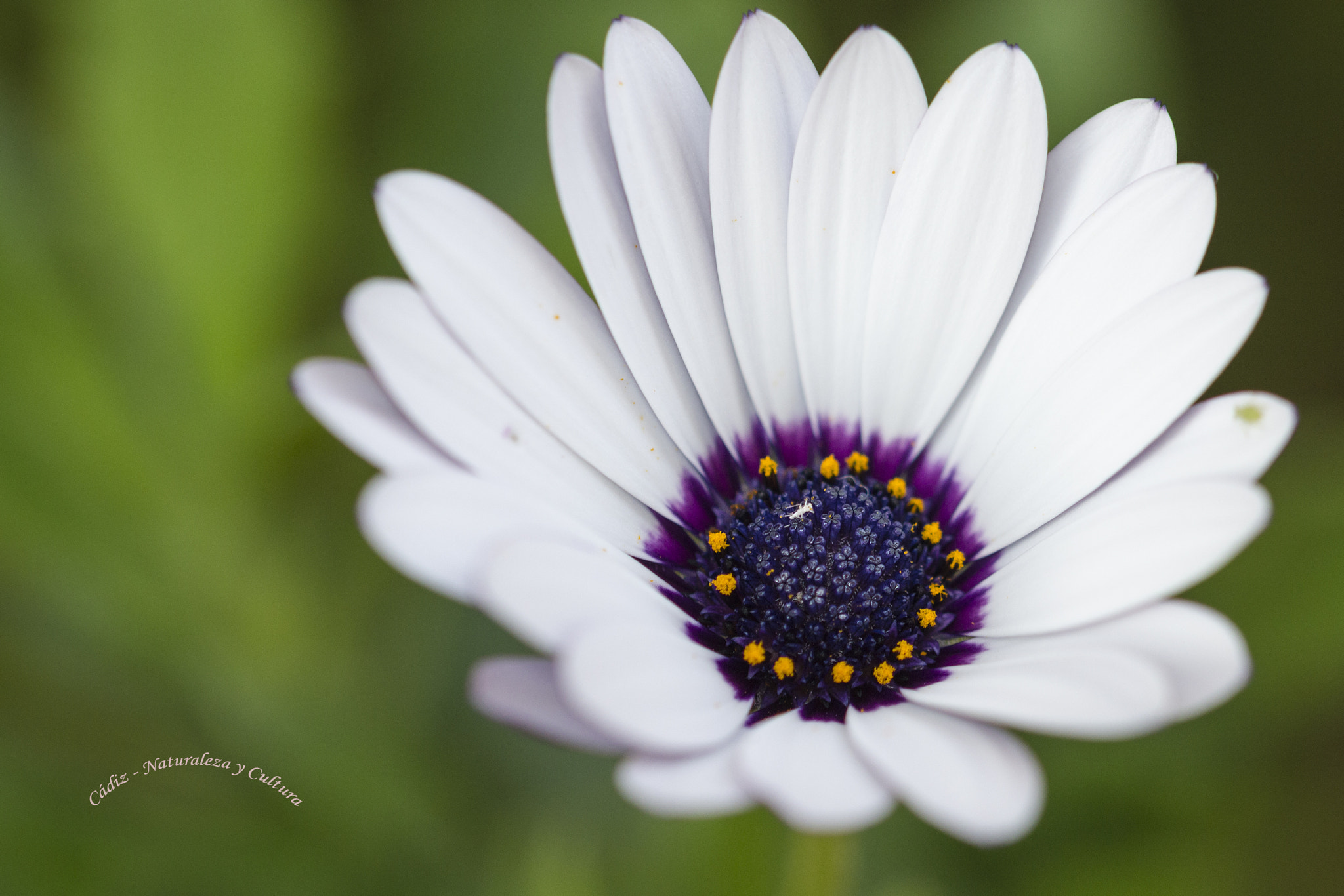 Sigma 105mm F2.8 EX DG OS HSM sample photo. A ti me abro ... photography