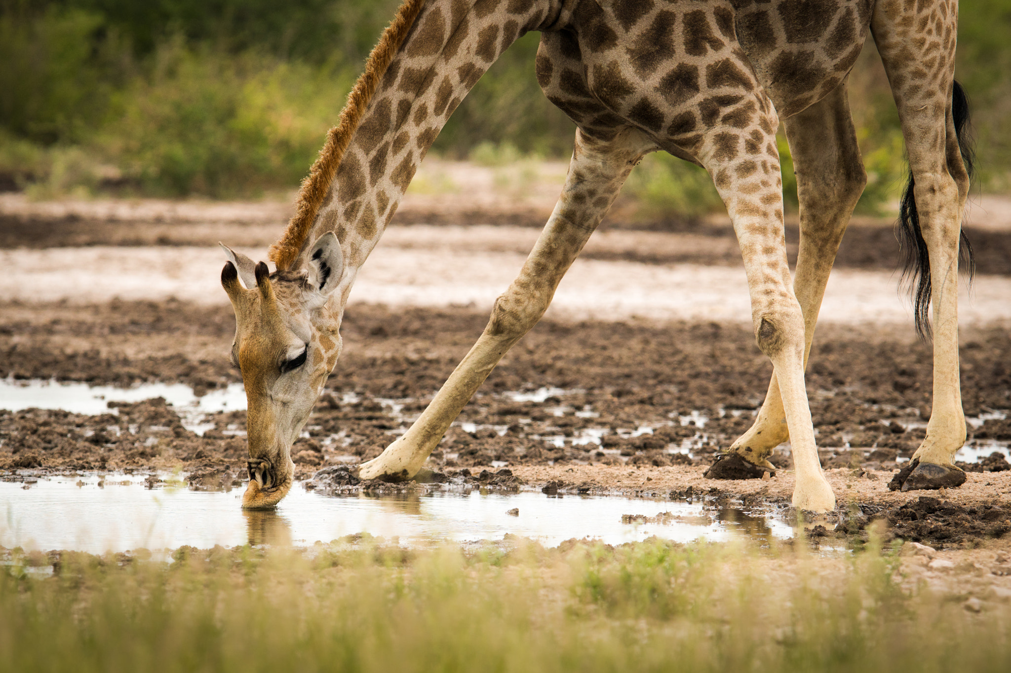 Sony ILCA-77M2 + 300mm F2.8 G sample photo. Giraffe drink water photography