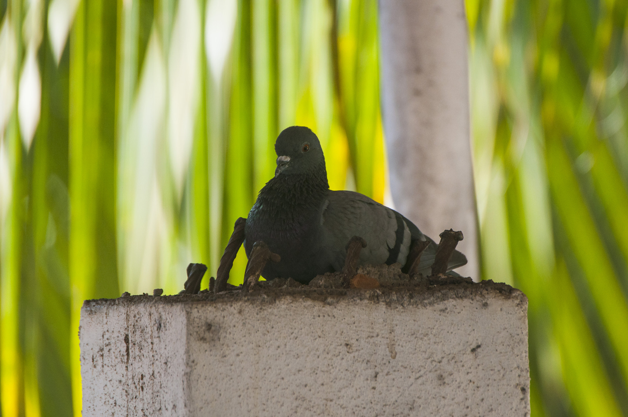 Sigma APO 170-500mm F5-6.3 Aspherical RF sample photo