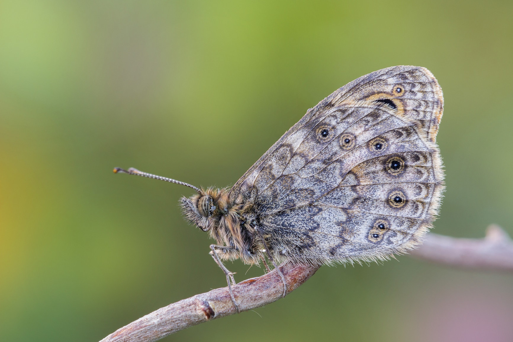 Tamron SP AF 180mm F3.5 Di LD (IF) Macro sample photo. Eyes photography