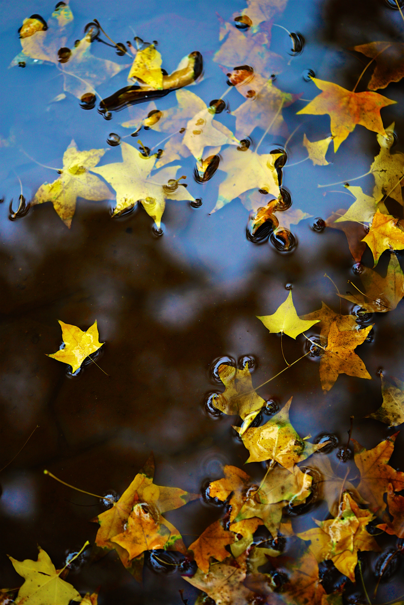 Sony a7S + Sony FE 90mm F2.8 Macro G OSS sample photo. Autumn scenery photography