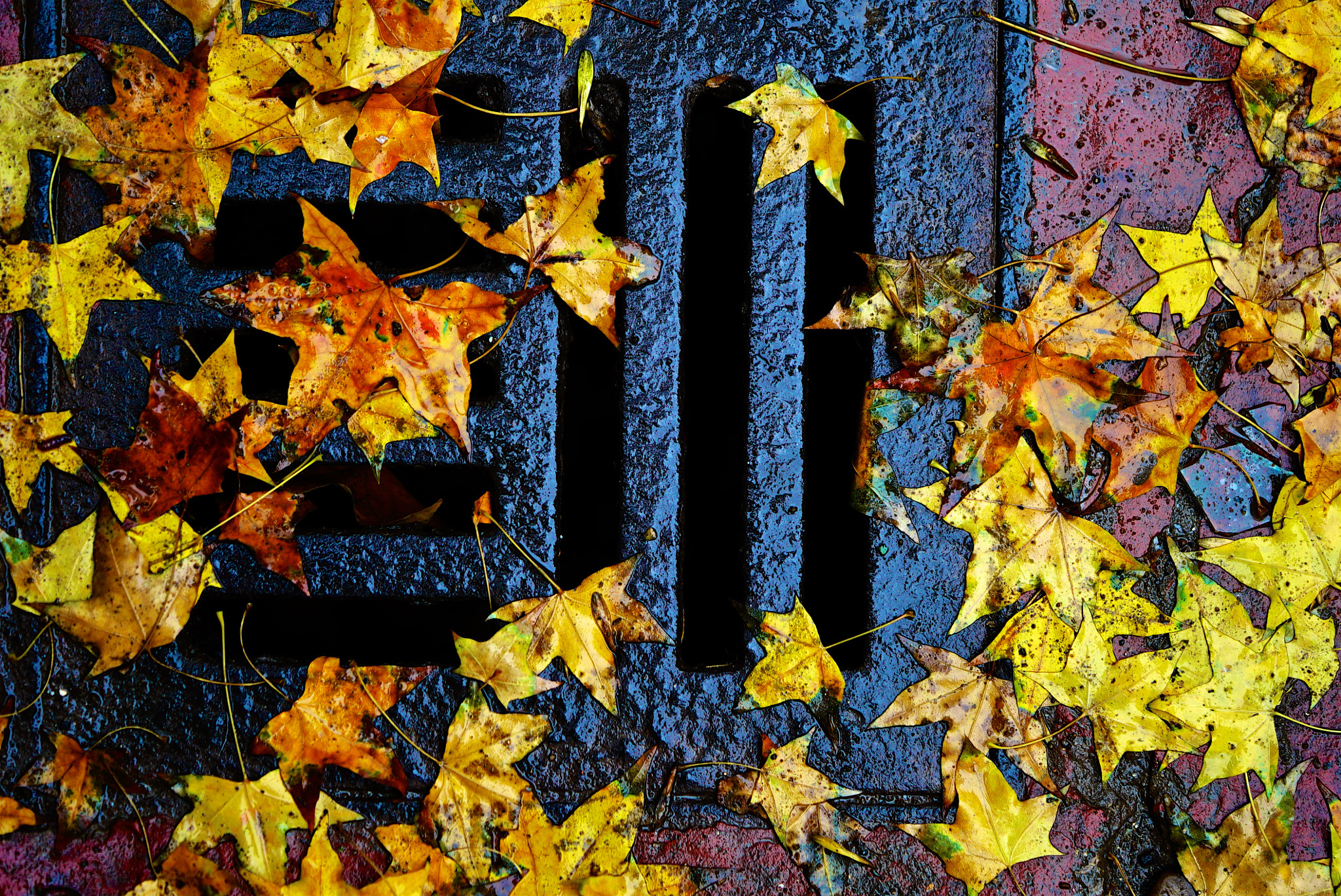 Sony a7S + Sony FE 90mm F2.8 Macro G OSS sample photo. Autumn scenery photography