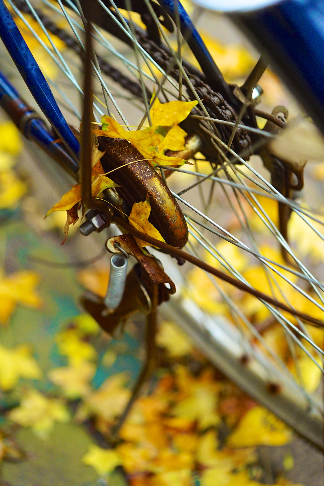 Sony a7S + Sony FE 90mm F2.8 Macro G OSS sample photo. Autumn scenery photography
