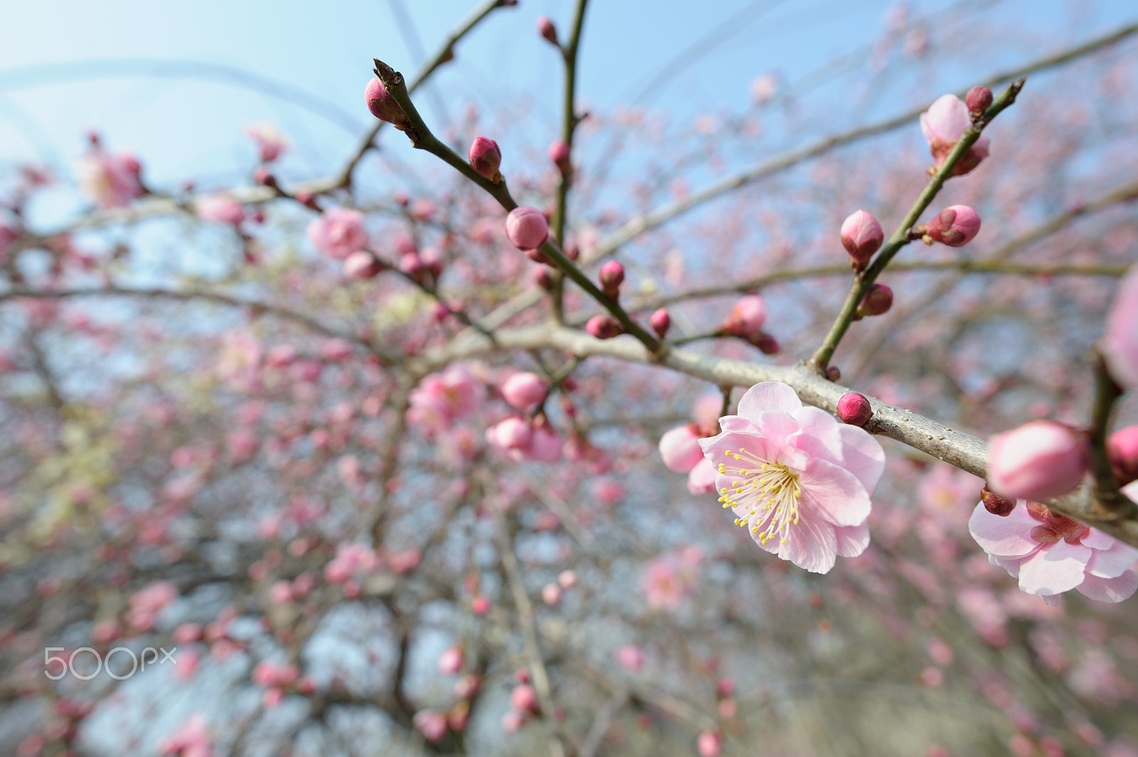 Nikon D3S + Nikon AF-S Nikkor 20mm F1.8G ED sample photo. Weeping photography