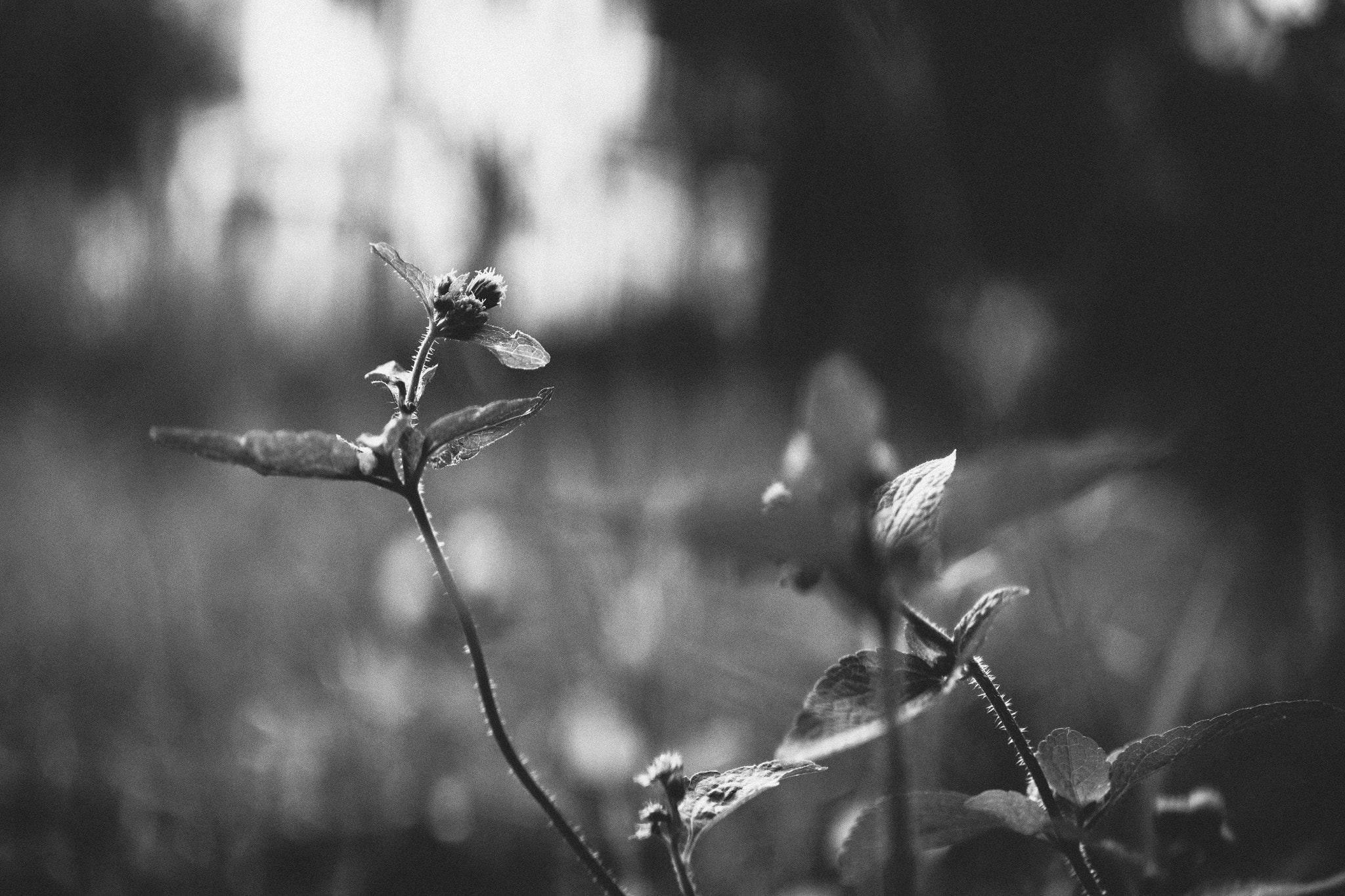 Sigma 30mm F1.4 EX DC HSM sample photo. O14a6421-2.jpg photography