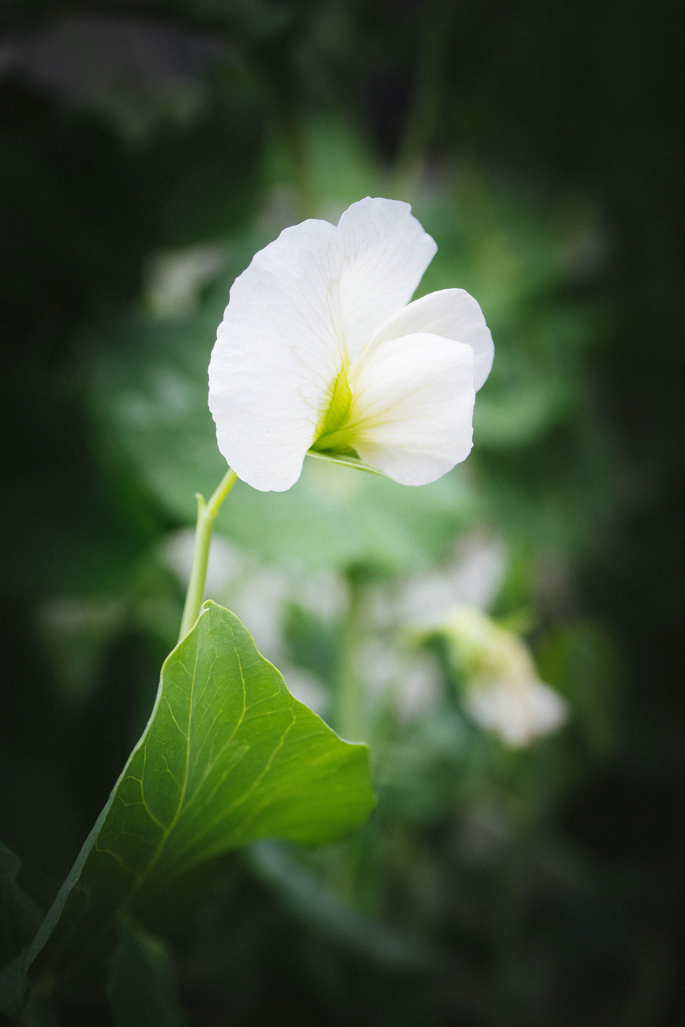 Panasonic Lumix G Macro 30mm F2.8 ASPH Mega OIS sample photo. Pea flower photography