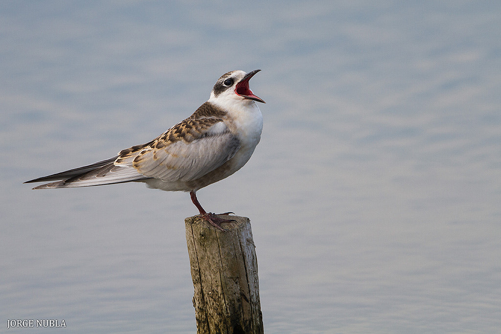 Canon EF 500mm F4L IS II USM sample photo. Fumarel cariblanco (chlidonias hybridus). photography