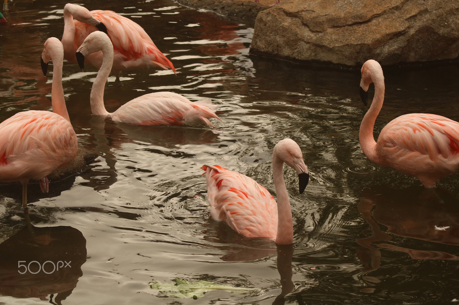 Canon EF 80-200mm f/4.5-5.6 USM sample photo. Flamingos 4018 photography