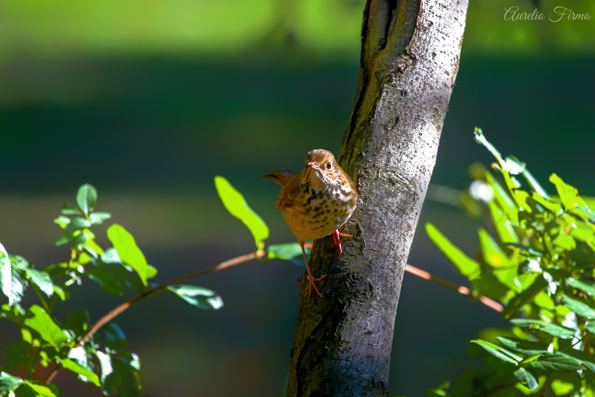 Canon EOS 550D (EOS Rebel T2i / EOS Kiss X4) + Canon EF 70-200mm F4L USM sample photo. Swainson's thrush bird at central park newyork photography