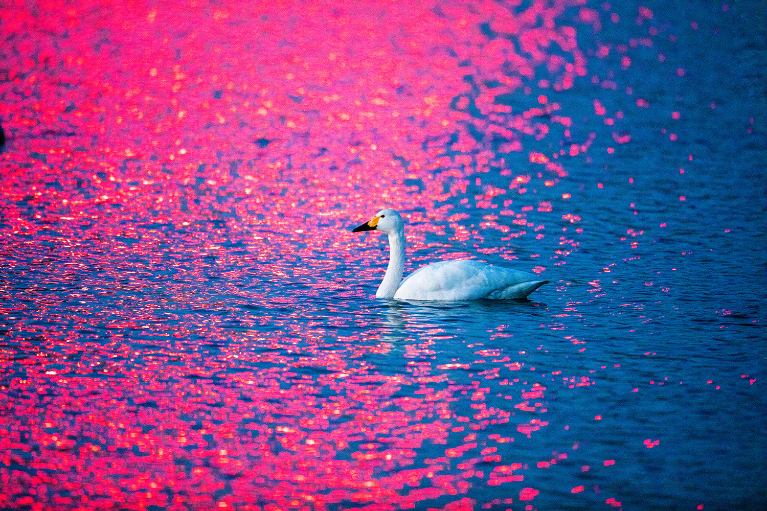 Canon EF 600mm F4L IS II USM sample photo. 霓虹灯下的天鹅 photography