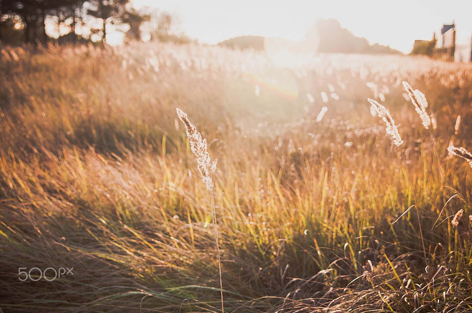 Sigma 28-70mm F2.8 EX DG sample photo. Autumn sun photography