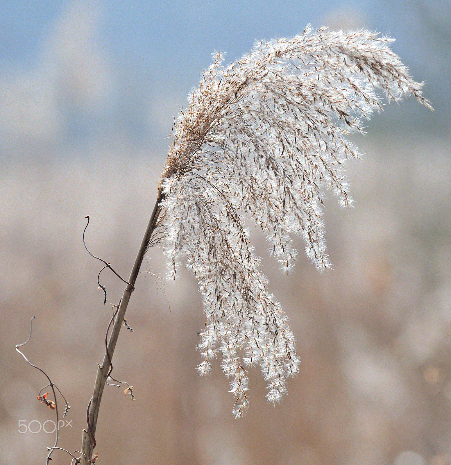 Sigma 70-200mm F2.8 EX DG OS HSM sample photo. Schilf photography