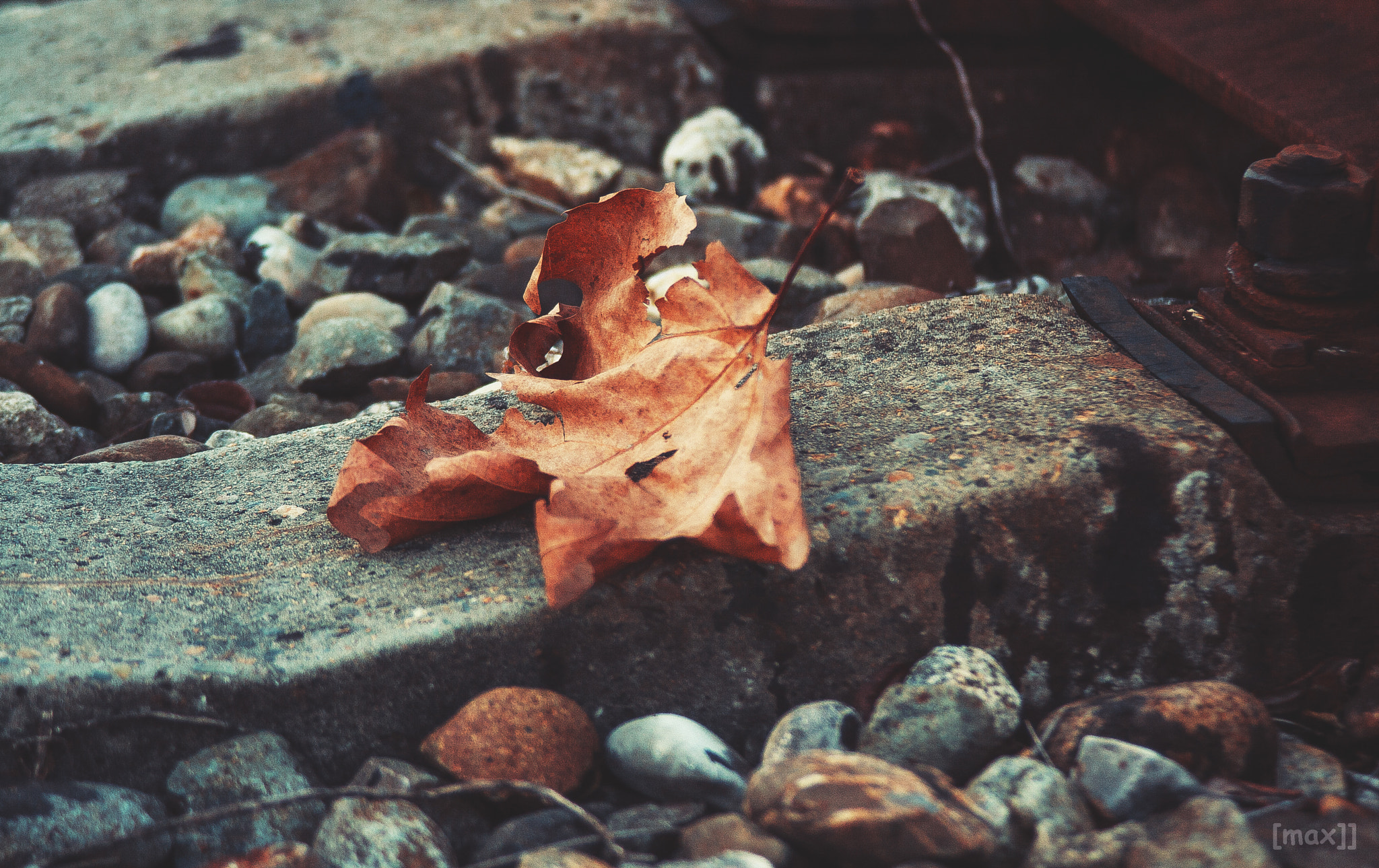 Canon EF 35-105mm f/3.5-4.5 sample photo. Leaf photography