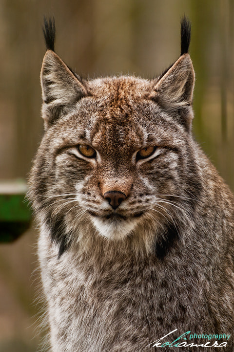 Canon EOS-1Ds Mark II + Tamron SP 70-300mm F4-5.6 Di VC USD sample photo. Luchs / lynx photography