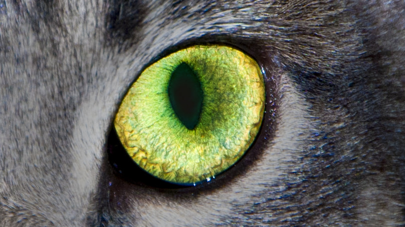 Sigma 18-250mm F3.5-6.3 DC OS HSM sample photo. Cat eye photography