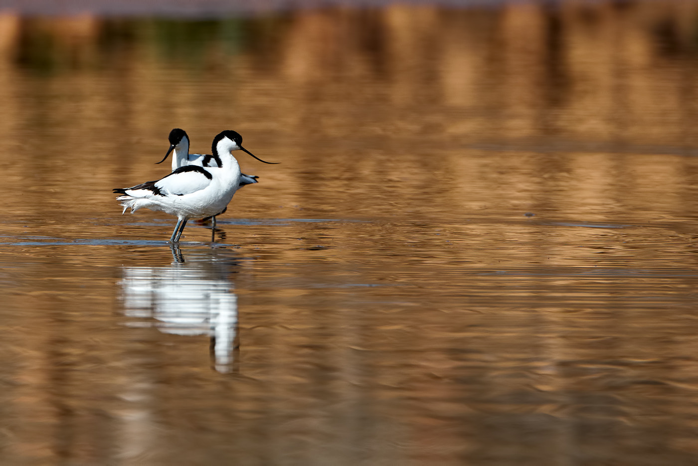 Canon EF 300mm F2.8L IS II USM sample photo. Golden elegance photography