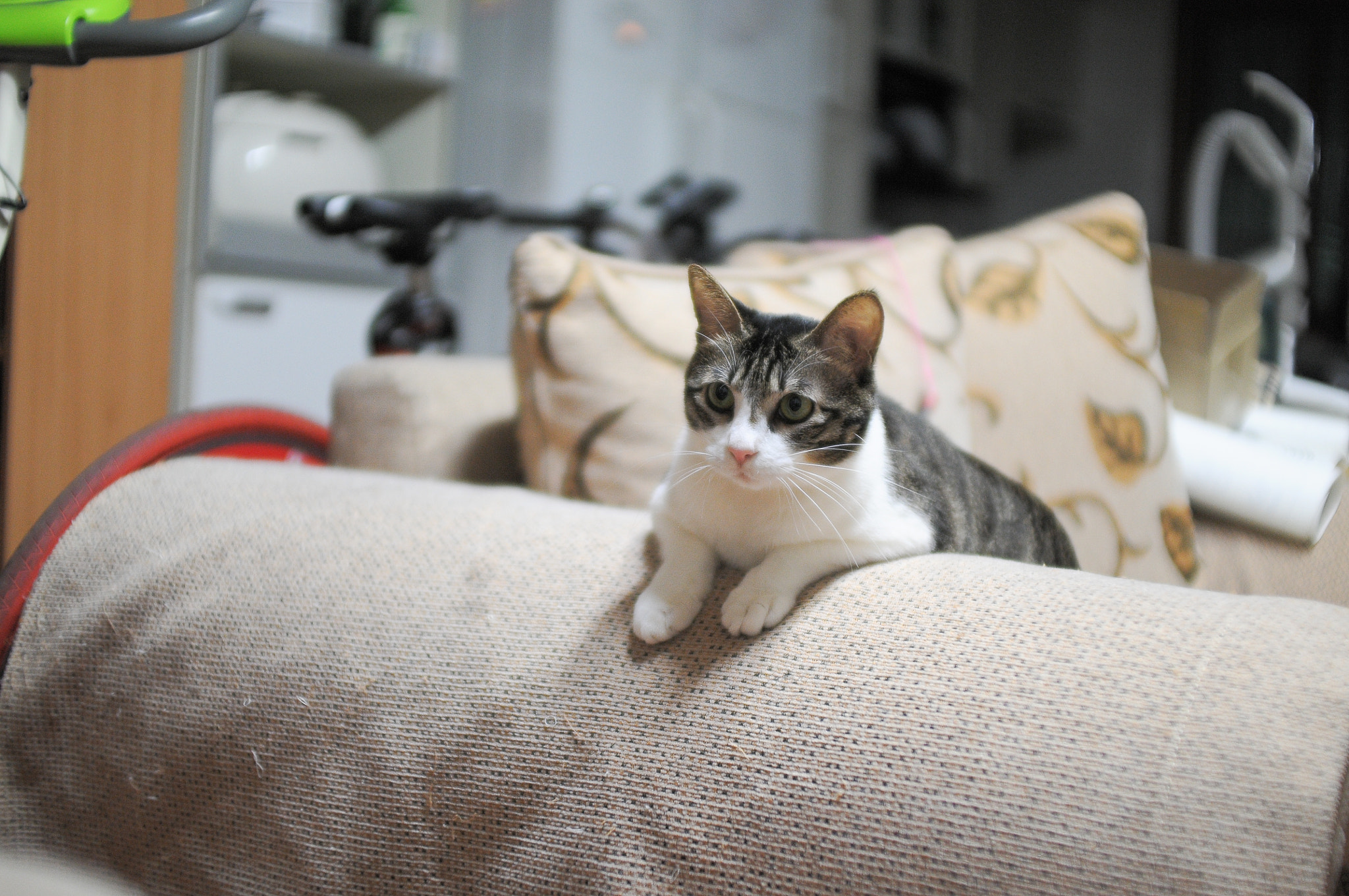 Nikon D300 + Sigma 30mm F1.4 EX DC HSM sample photo. Chicmycat photography