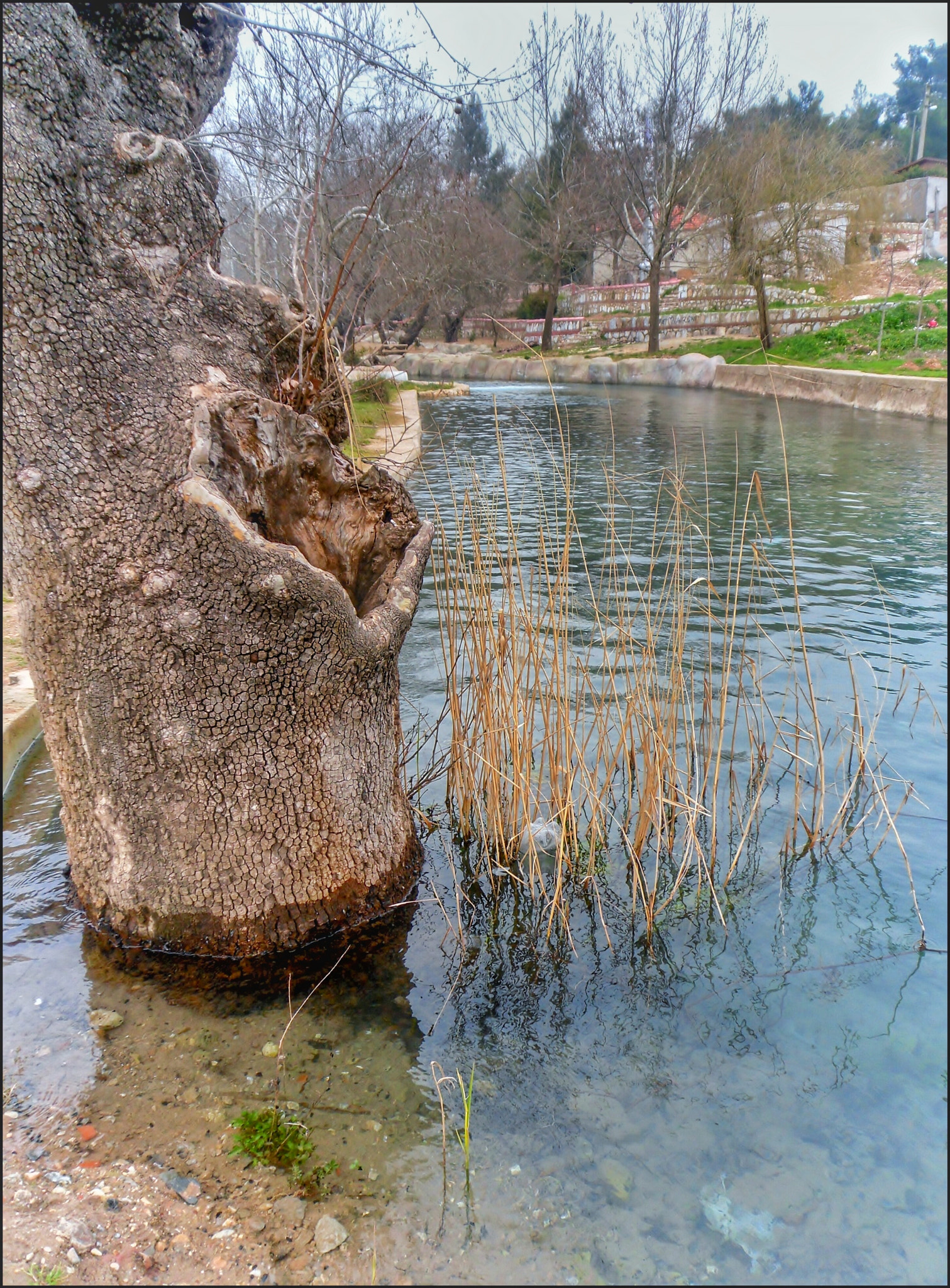 Samsung PL80/VLUU PL80/ SL630/ PL81 sample photo. Tree in river. photography