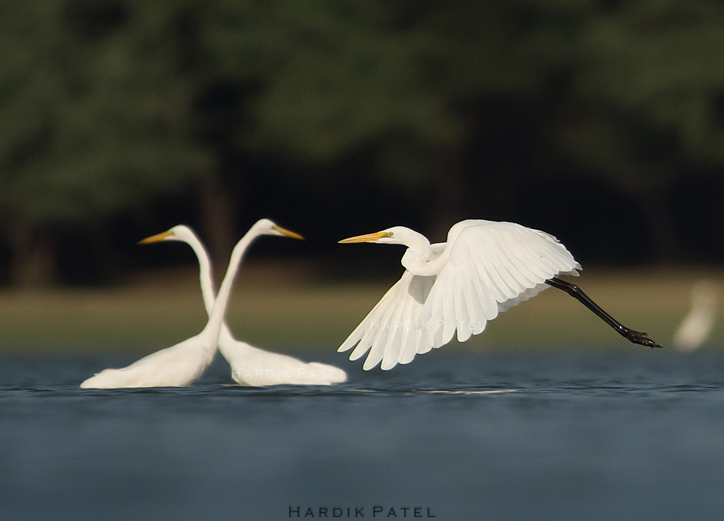 Nikon D4S sample photo. The flight photography