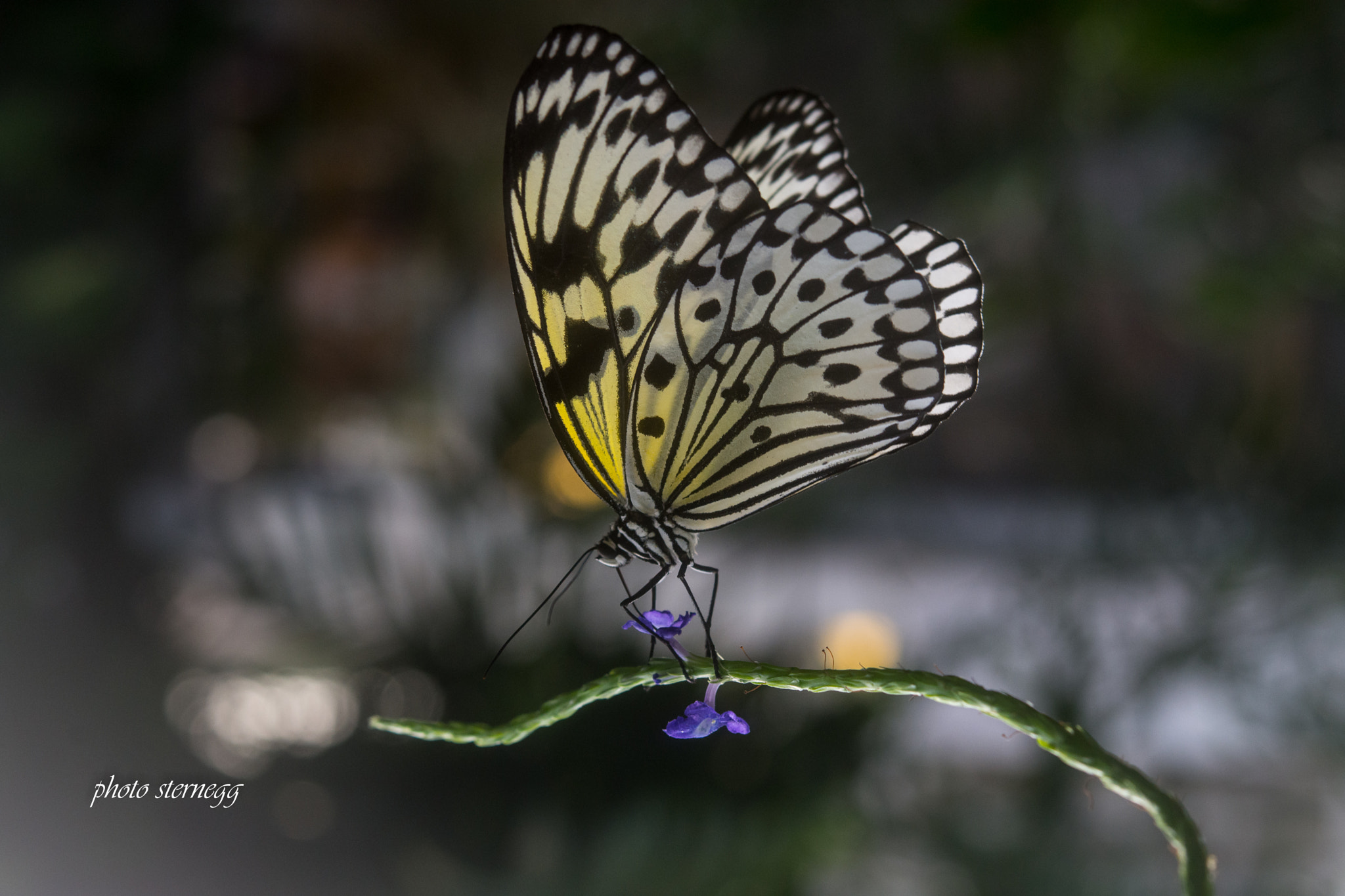 Nikon D7200 + Nikon AF-S Micro-Nikkor 60mm F2.8G ED sample photo. Schmetterling,butterfly photography