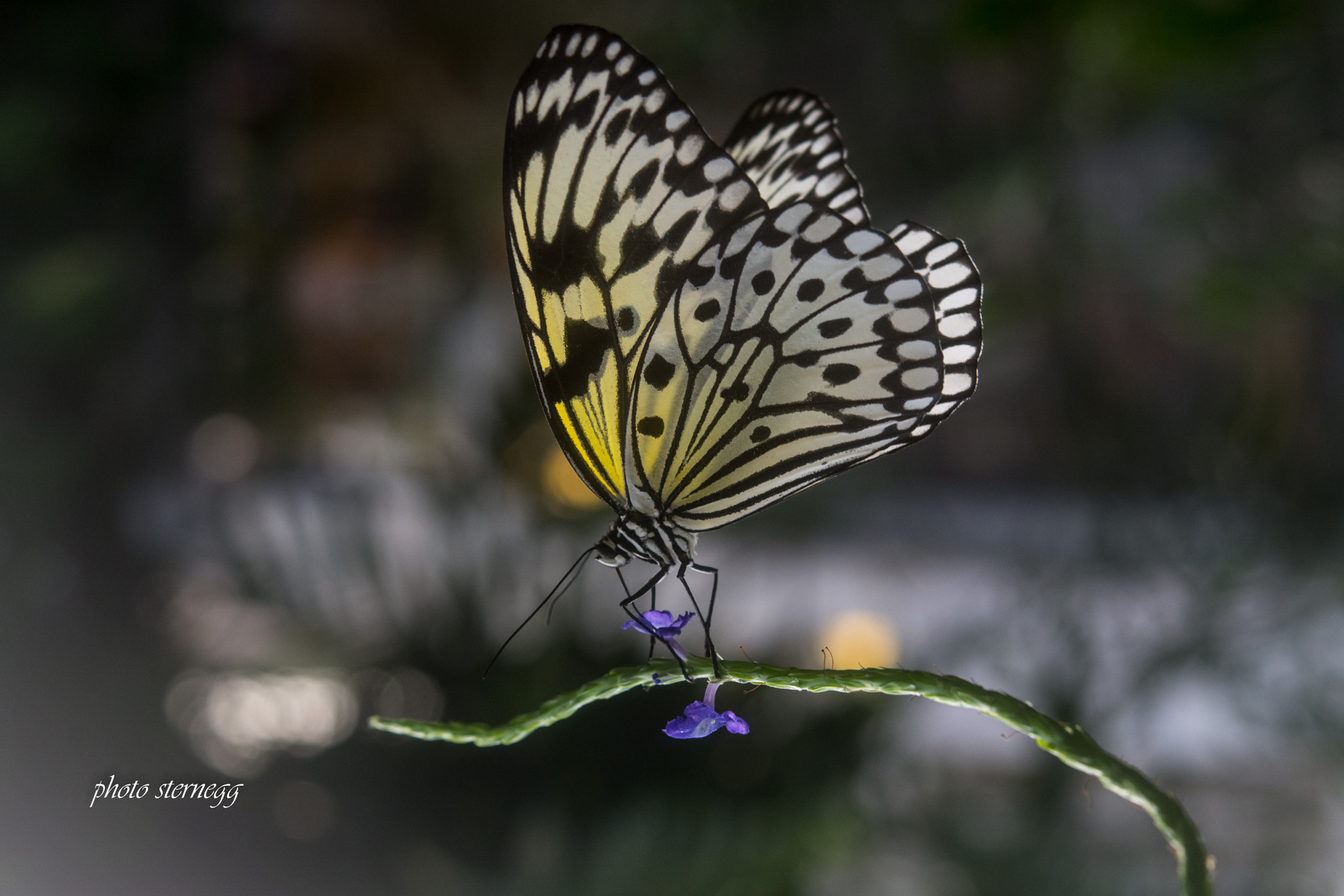 Nikon AF-S Micro-Nikkor 60mm F2.8G ED sample photo. Schmetterling,butterfly photography