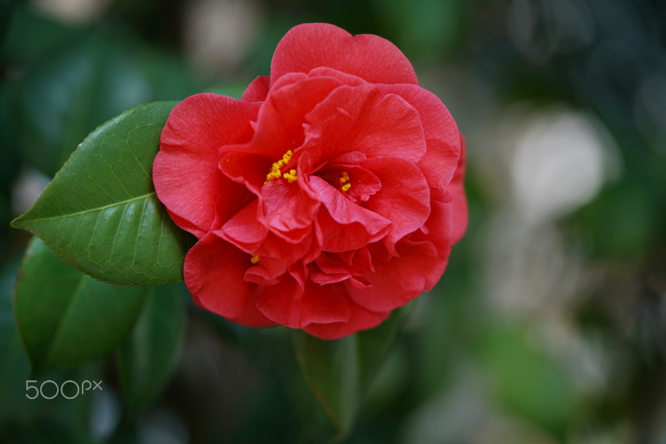 Sony a7R II + Sony FE 90mm F2.8 Macro G OSS sample photo. My flowers photography
