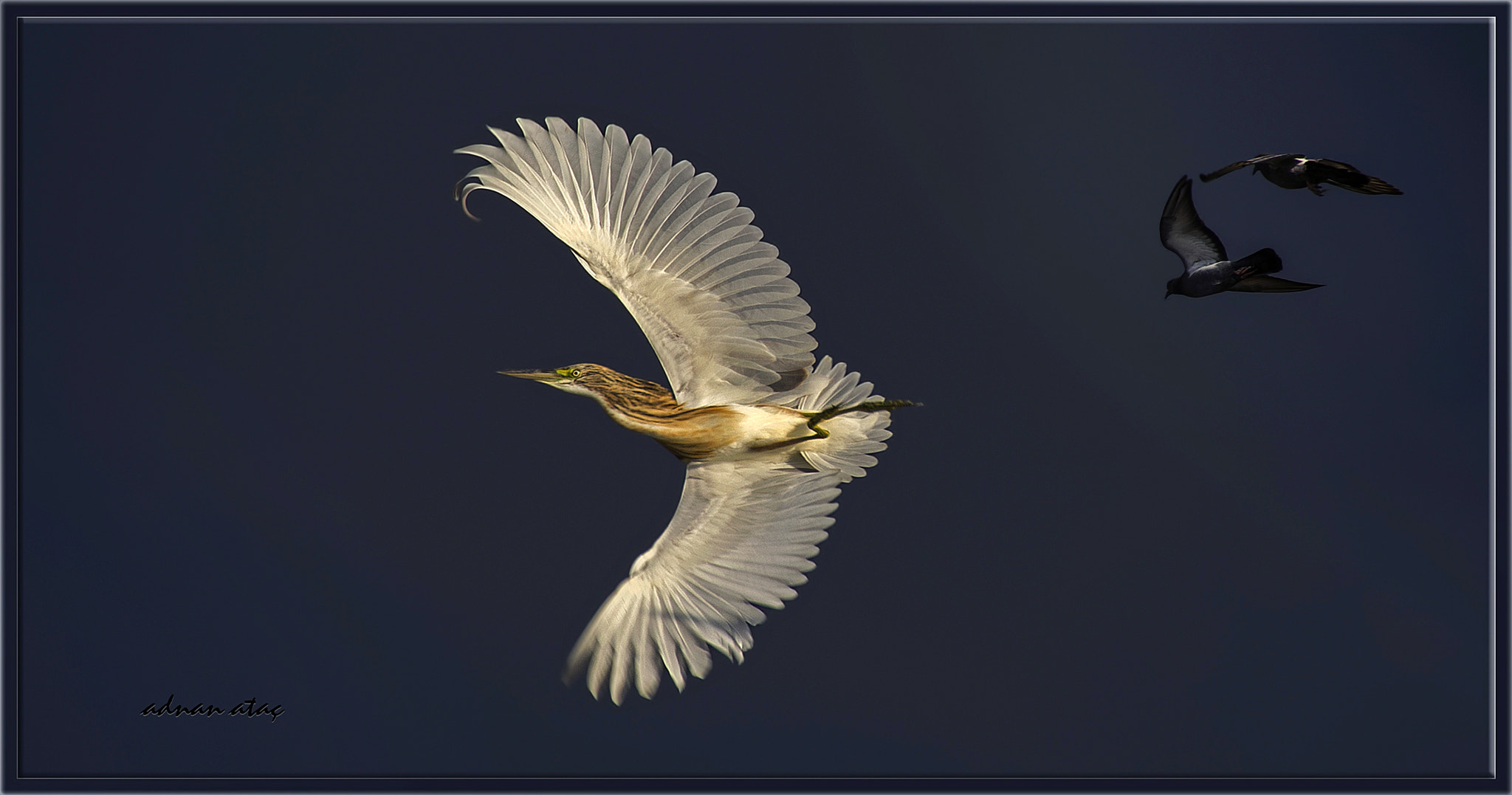 Sigma 50-500mm F4.5-6.3 DG OS HSM sample photo. Alaca balıkçıl - squacco heron - ardeola ralloides photography