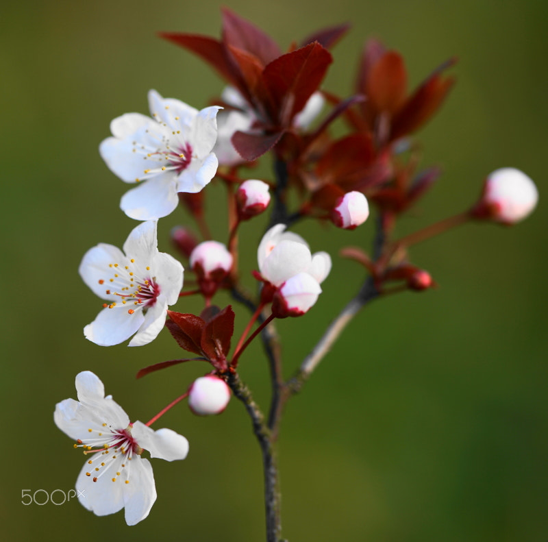 Sony a7R II + Sony FE 90mm F2.8 Macro G OSS sample photo. My flowers photography