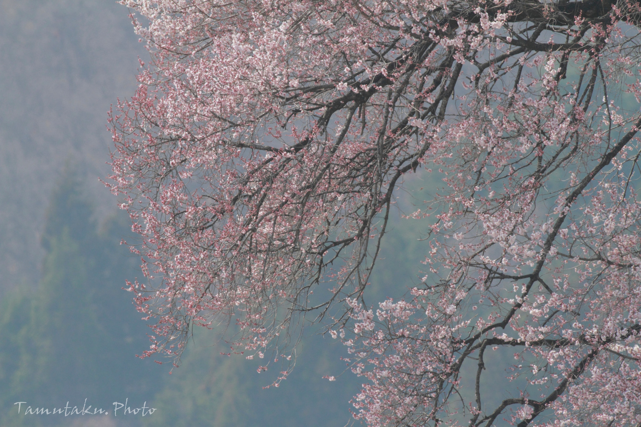 Canon EF 600mm f/4L IS sample photo. Sakura photography