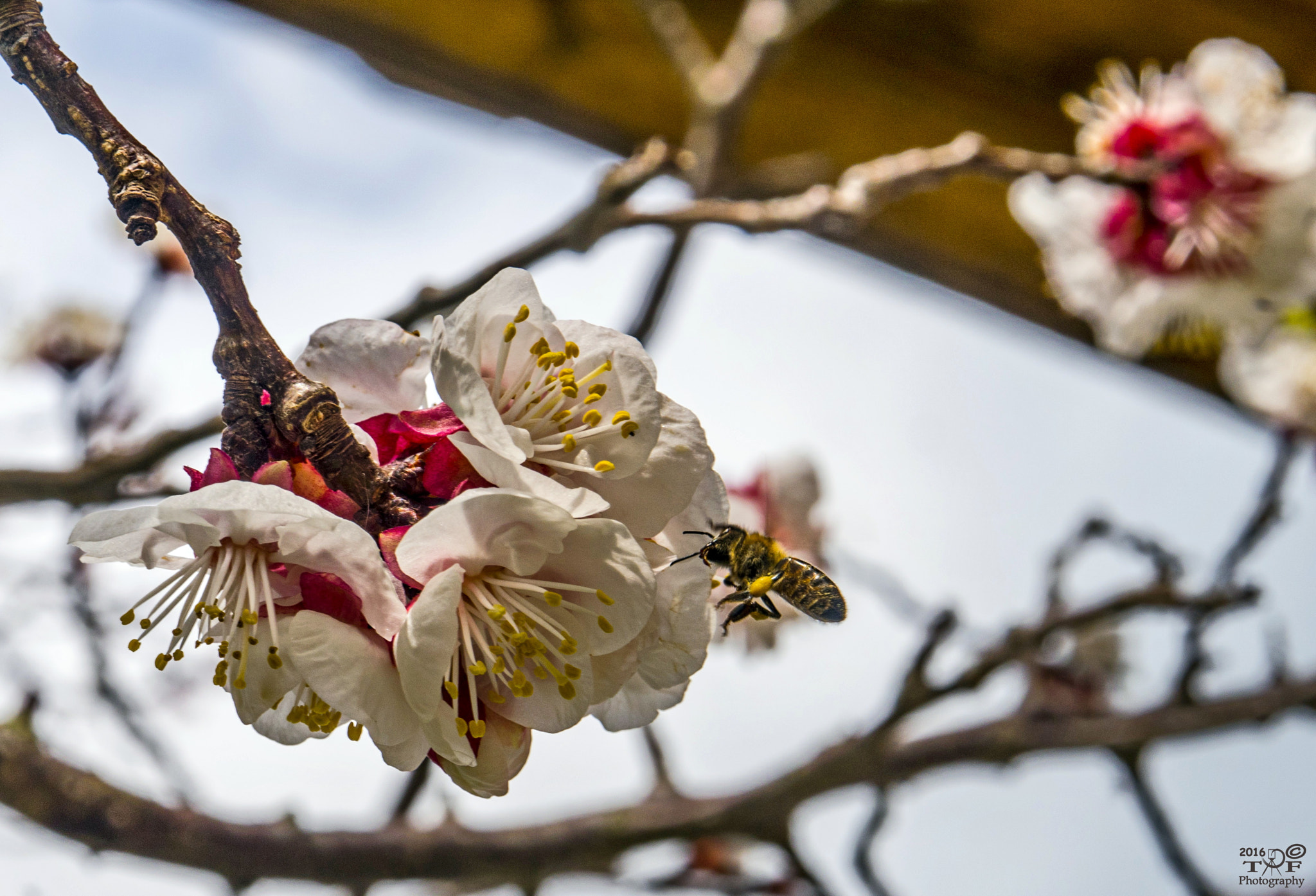 Panasonic Lumix DMC-GX8 + OLYMPUS M.12-50mm F3.5-6.3 sample photo. In early spring... photography