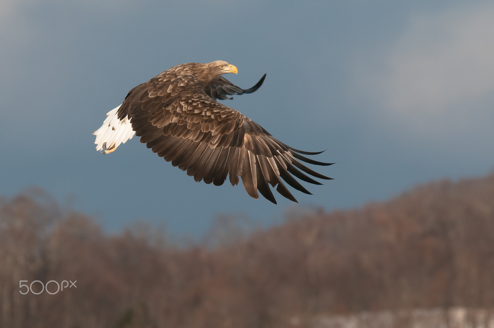 Nikon D300 + Sigma 150-600mm F5-6.3 DG OS HSM | S sample photo. Feather flexible powerfully photography