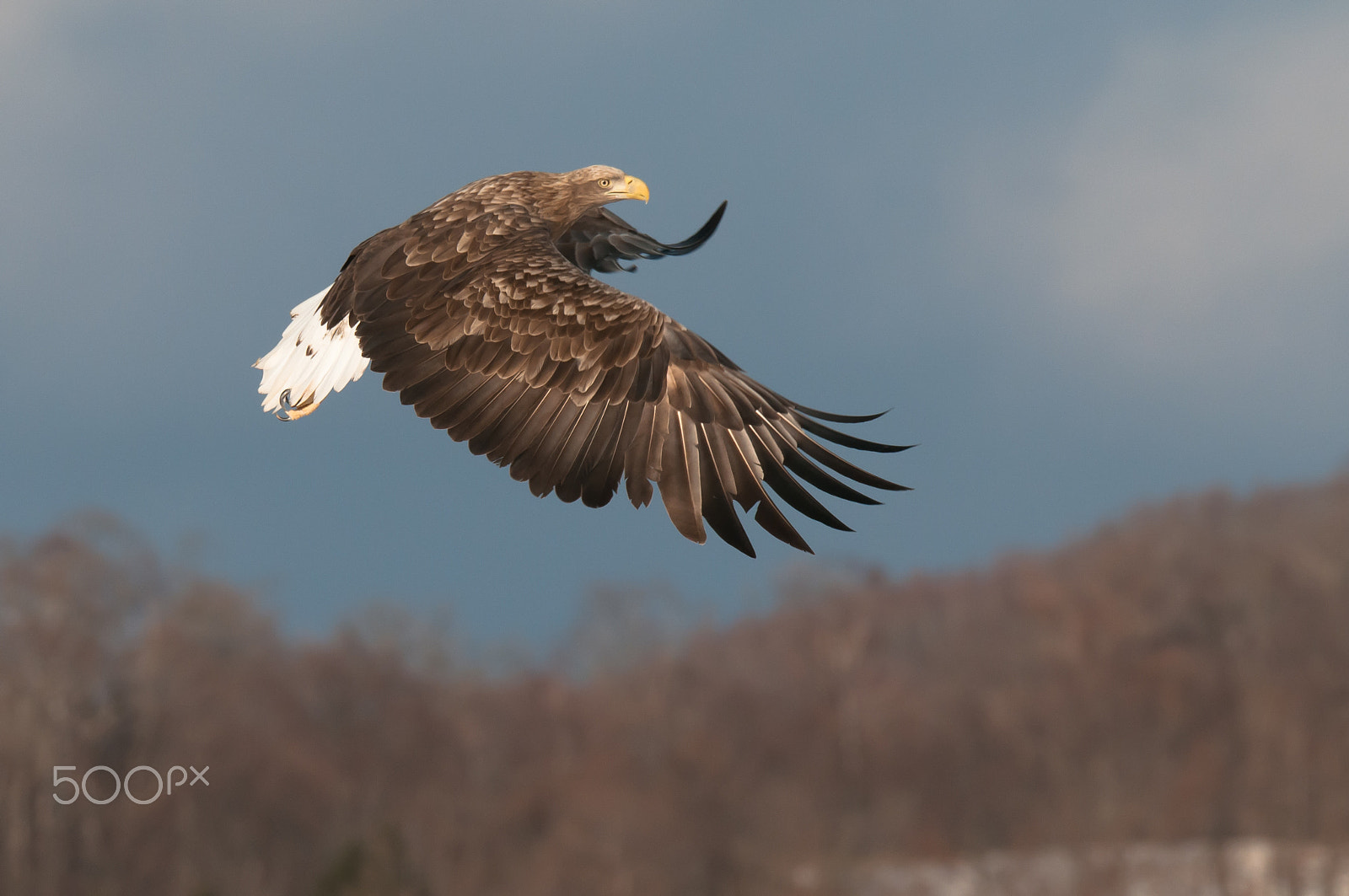 Sigma 150-600mm F5-6.3 DG OS HSM | S sample photo. Feather flexible powerfully photography