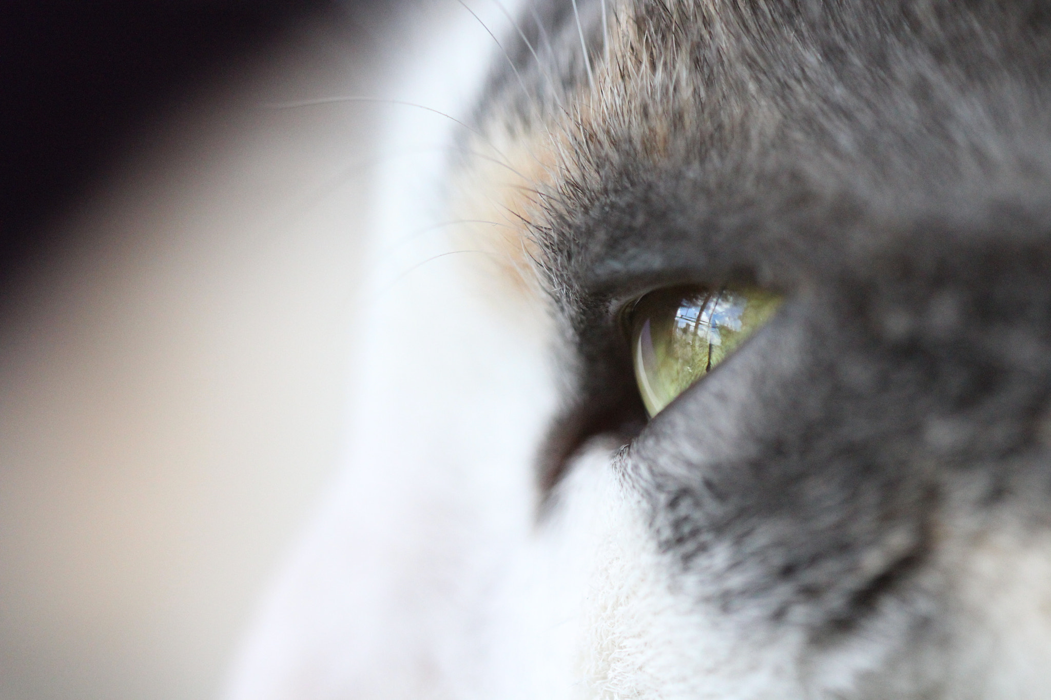 Sigma 150mm f/2.8 EX DG OS HSM APO Macro sample photo. Eeee o photography