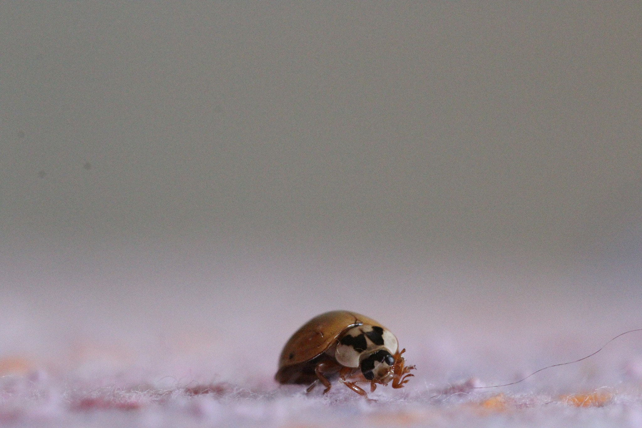 Sigma 150mm f/2.8 EX DG OS HSM APO Macro sample photo. Bacao photography