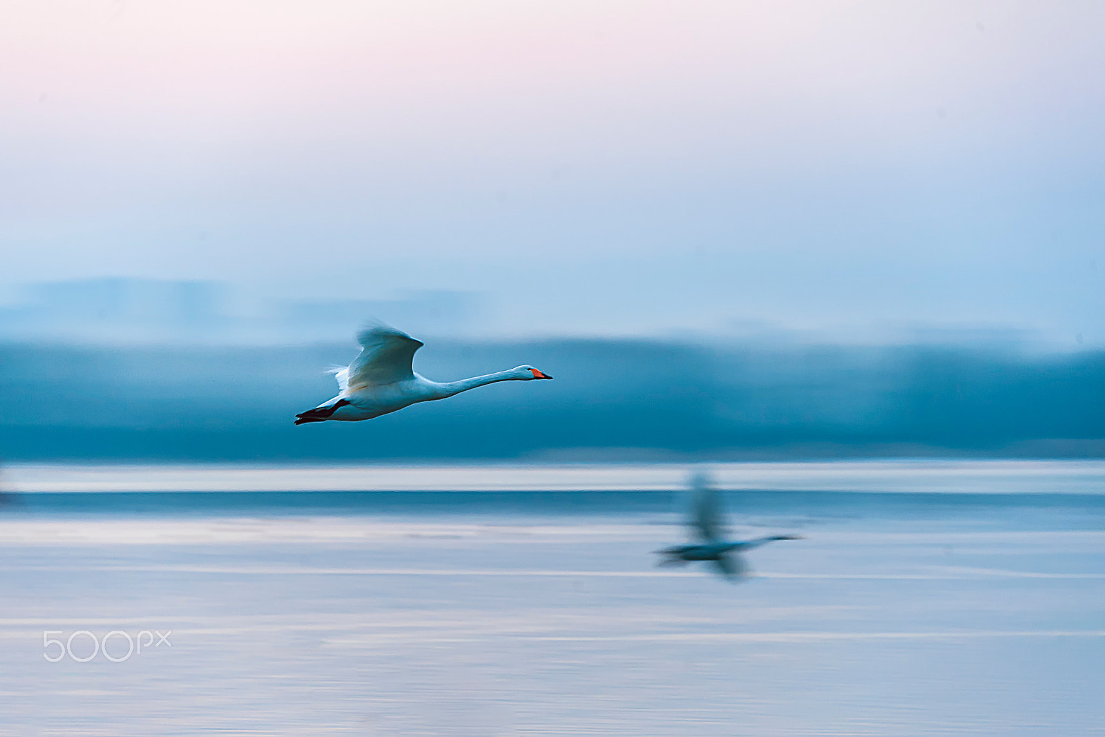 Nikon D3 sample photo. Flying swan photography