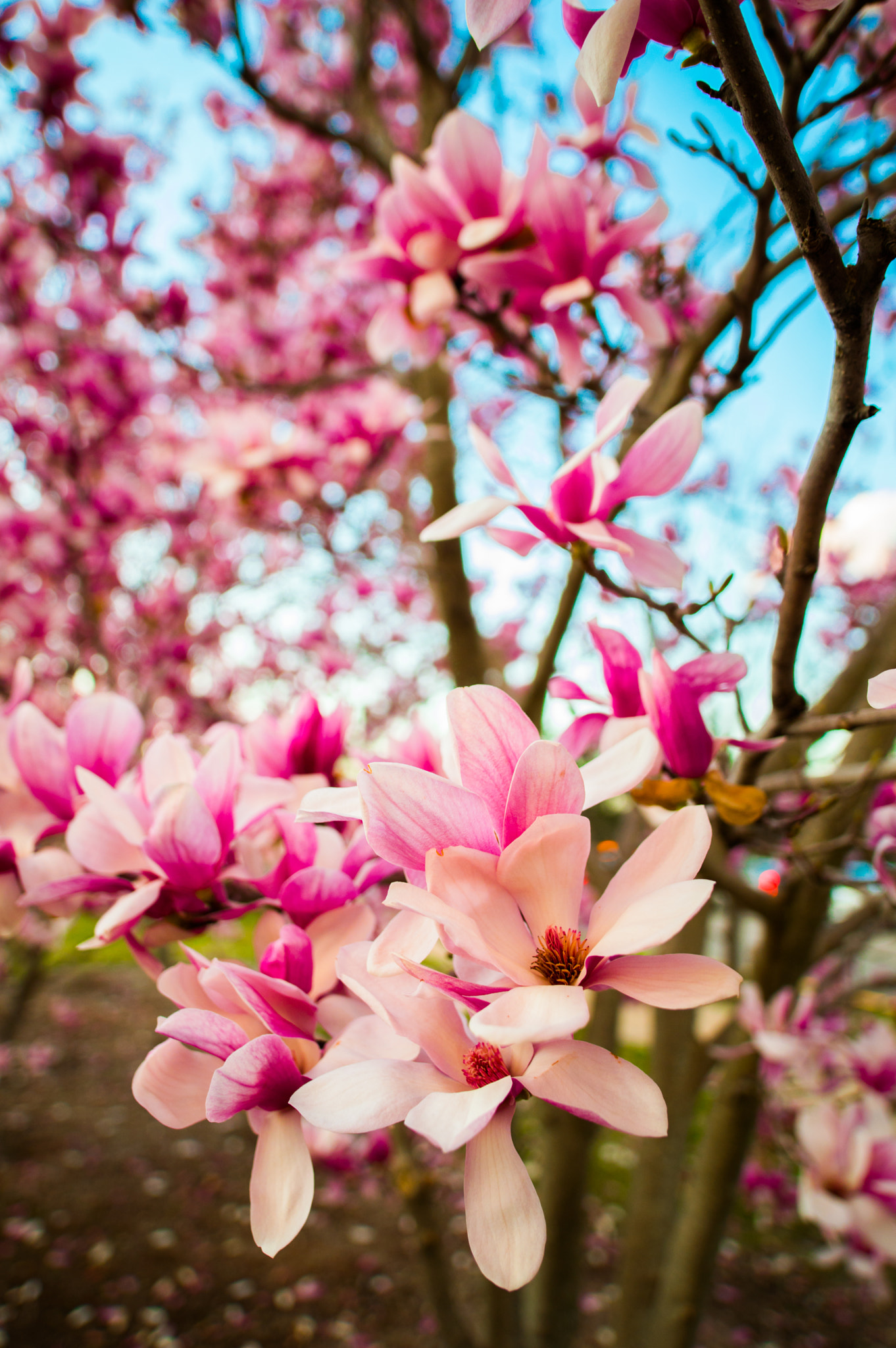 Nikon D3200 + Samyang 16mm F2 ED AS UMC CS sample photo. Spring magnolias photography