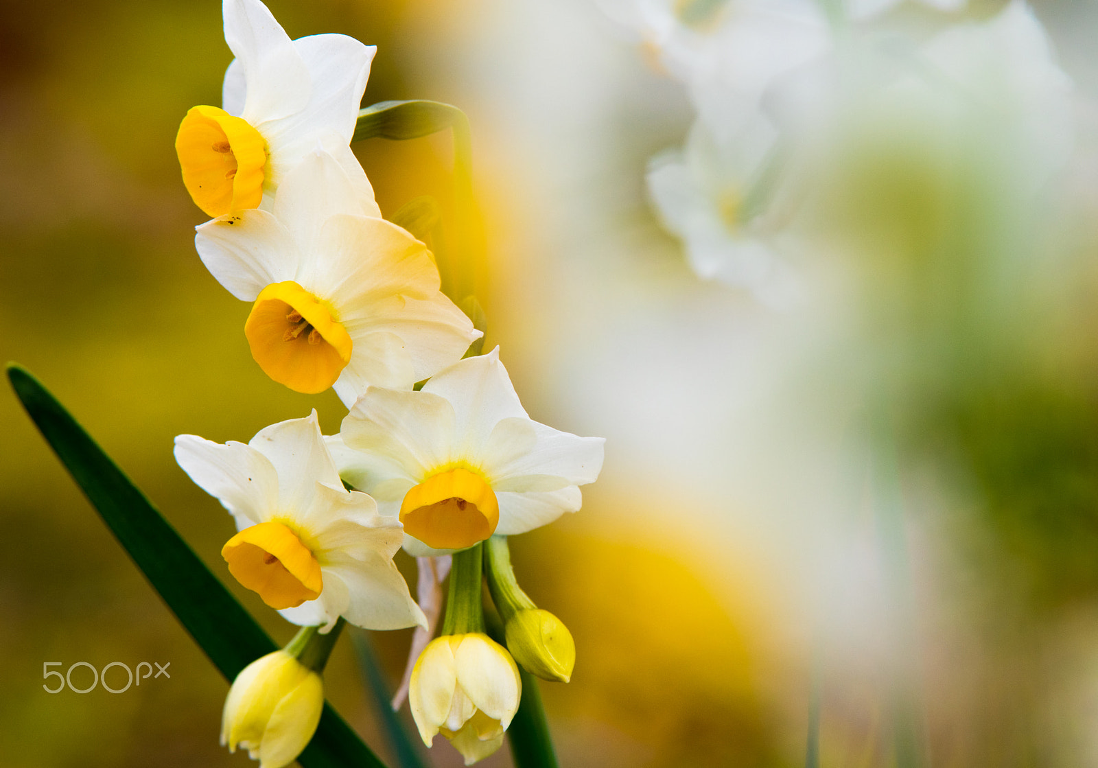 Pentax K-3 sample photo. Narcissus at odawara flower garden. photography