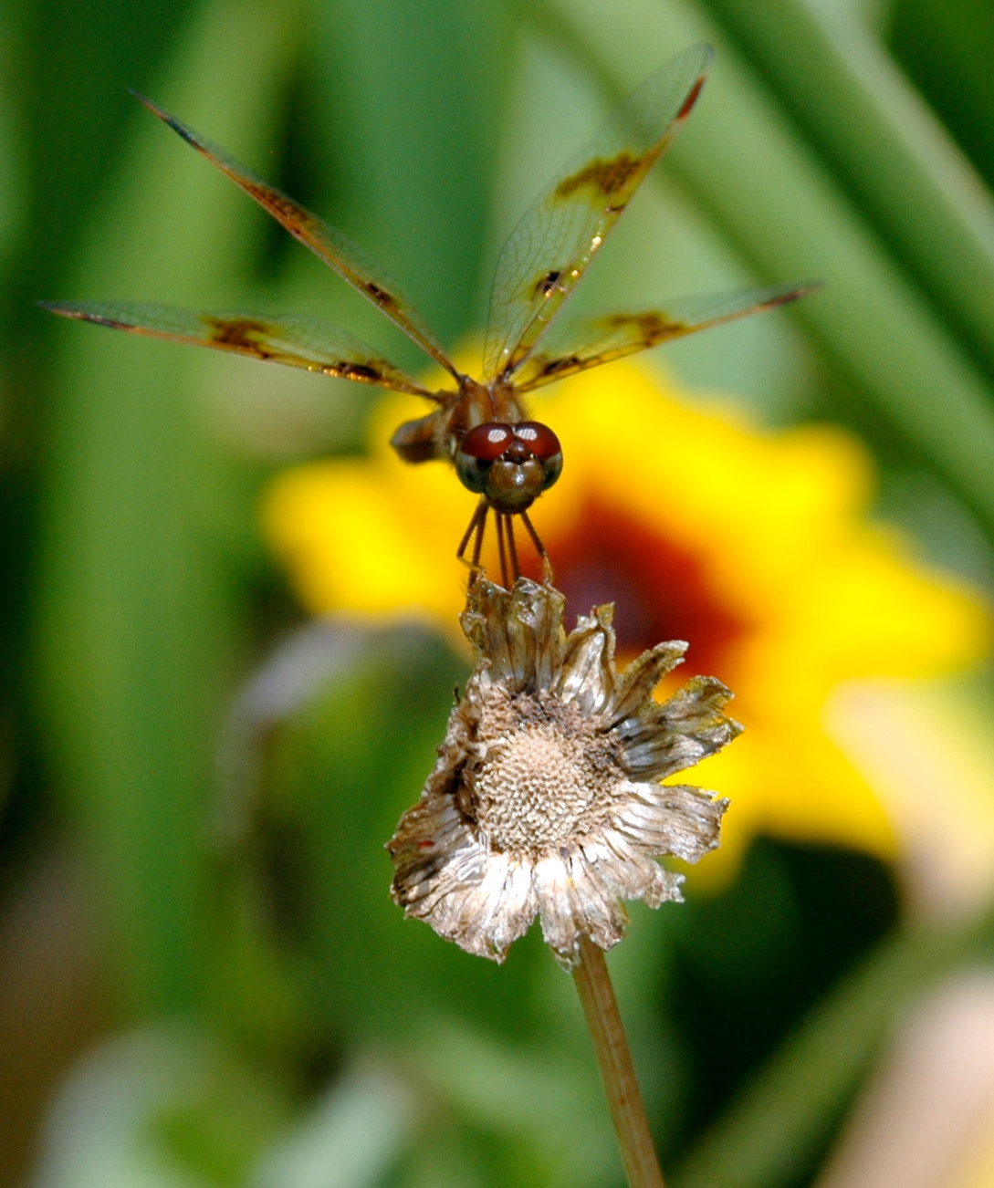 AF Zoom-Nikkor 28-105mm f/3.5-4.5D IF sample photo. When the moment and your shutter speed perfectly align! glad i got to capture this dragonfly photography