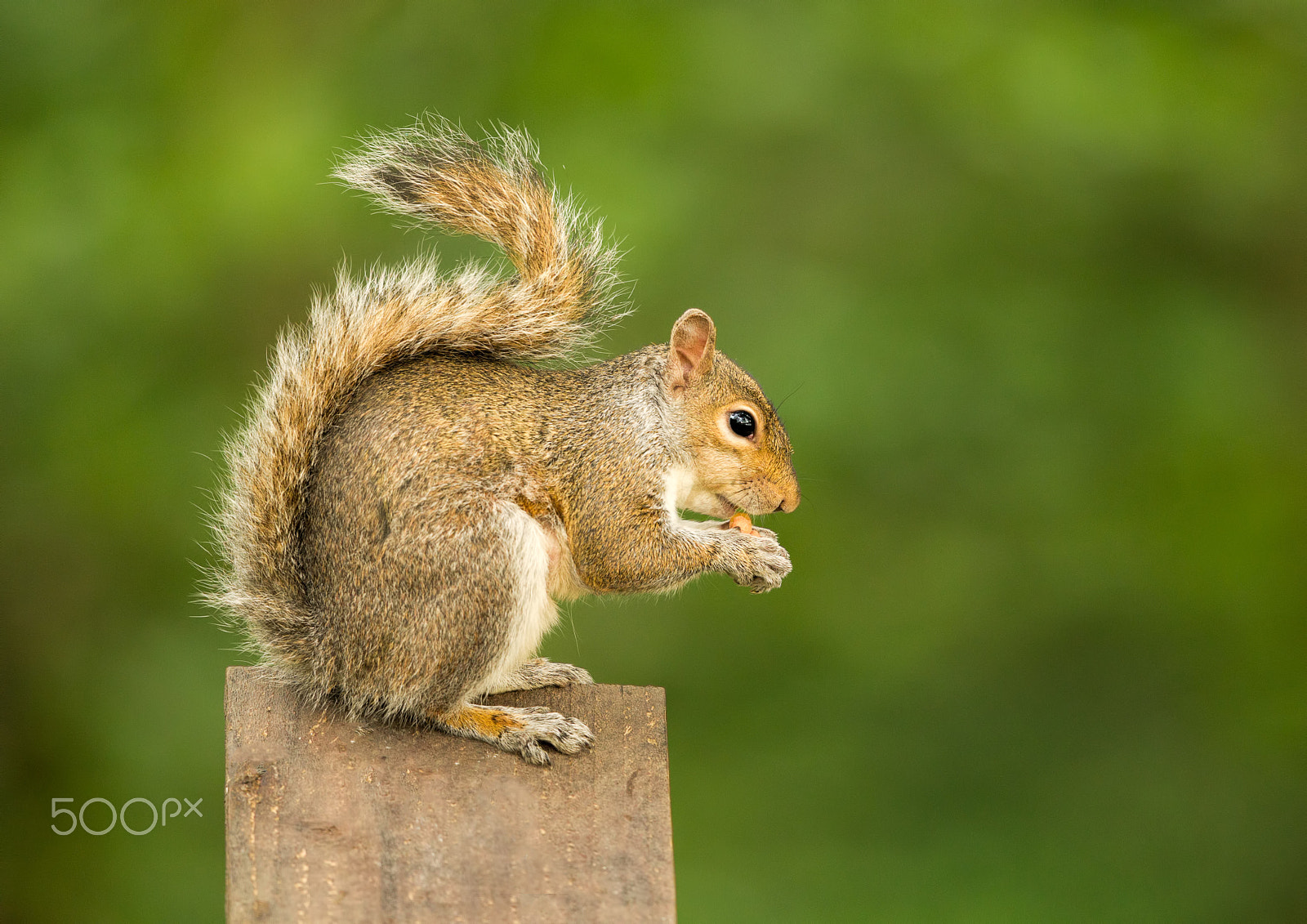 Canon EF 500mm F4L IS II USM sample photo. Squirrel eating a nut photography