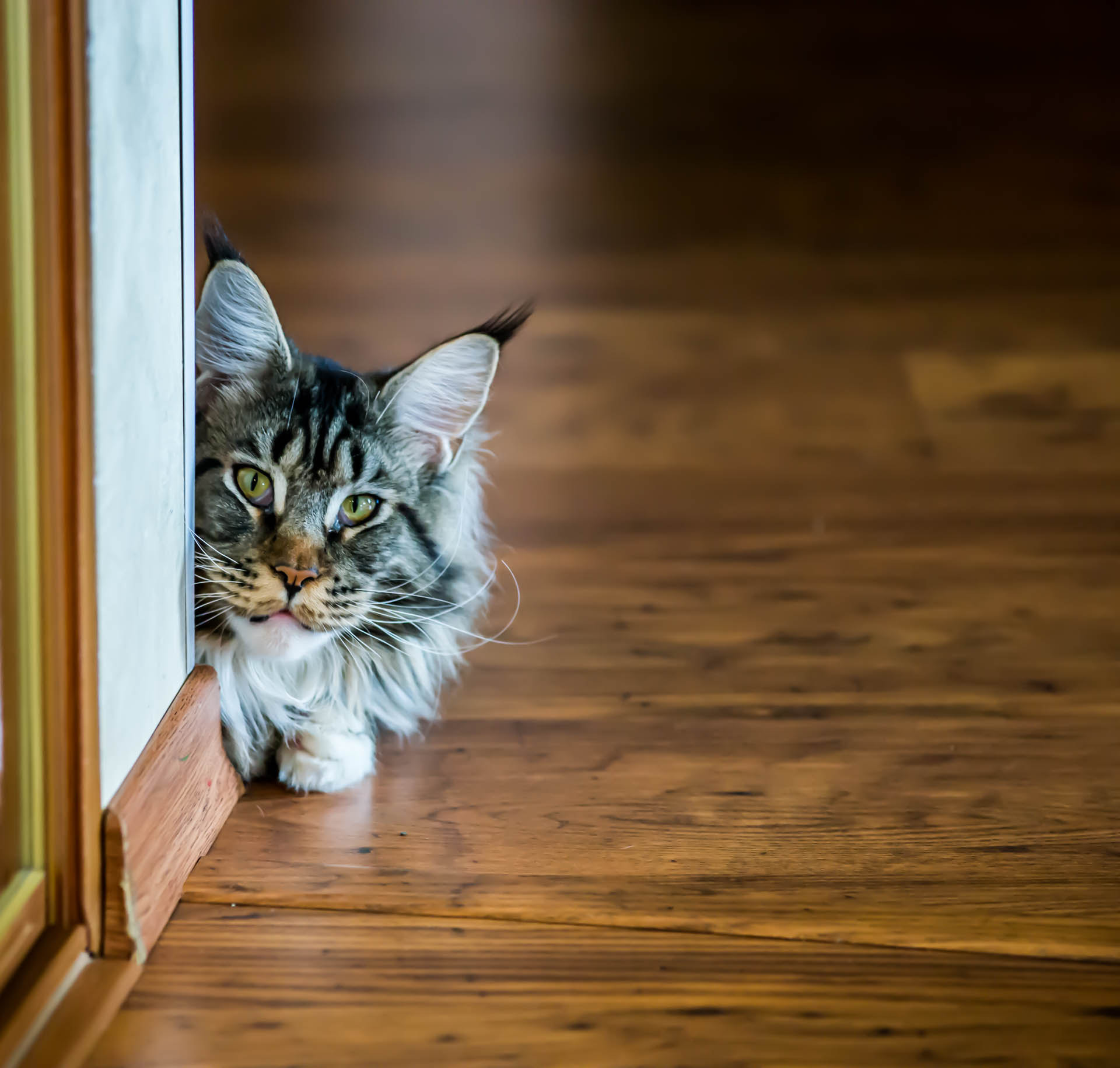 Minolta AF 80-200mm F2.8 HS-APO G sample photo. Who goes there? photography