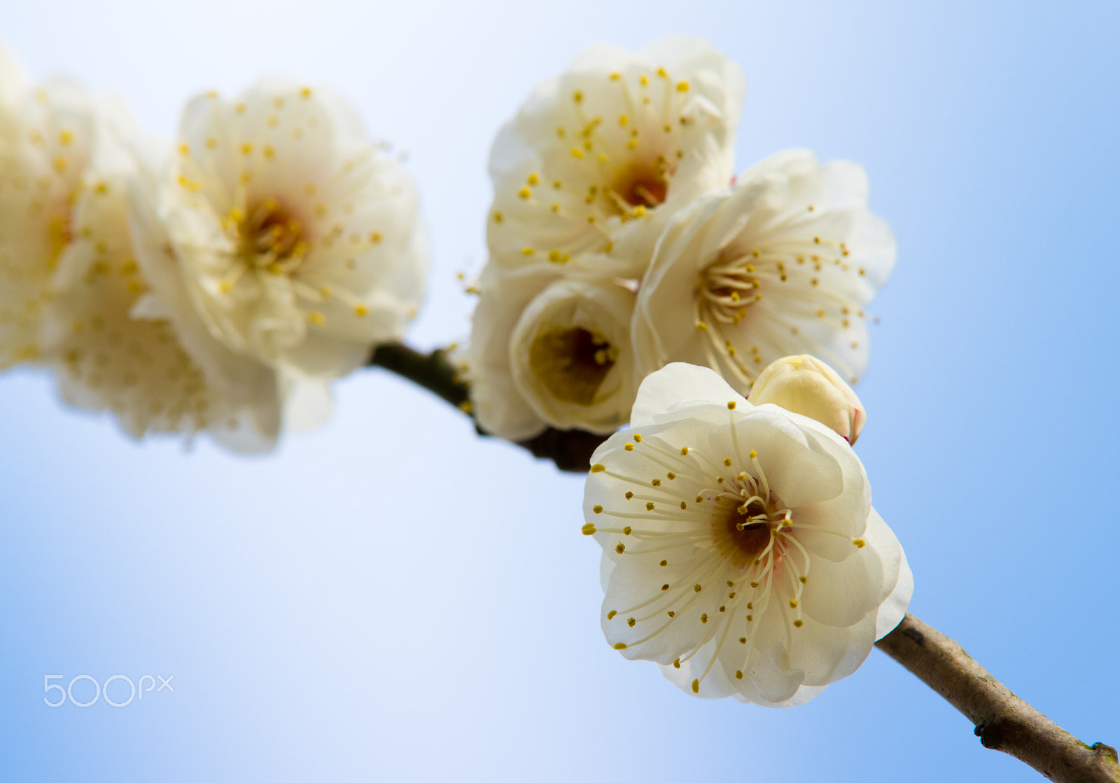 Pentax K-3 sample photo. Japanese plum at odawara flower garden. photography