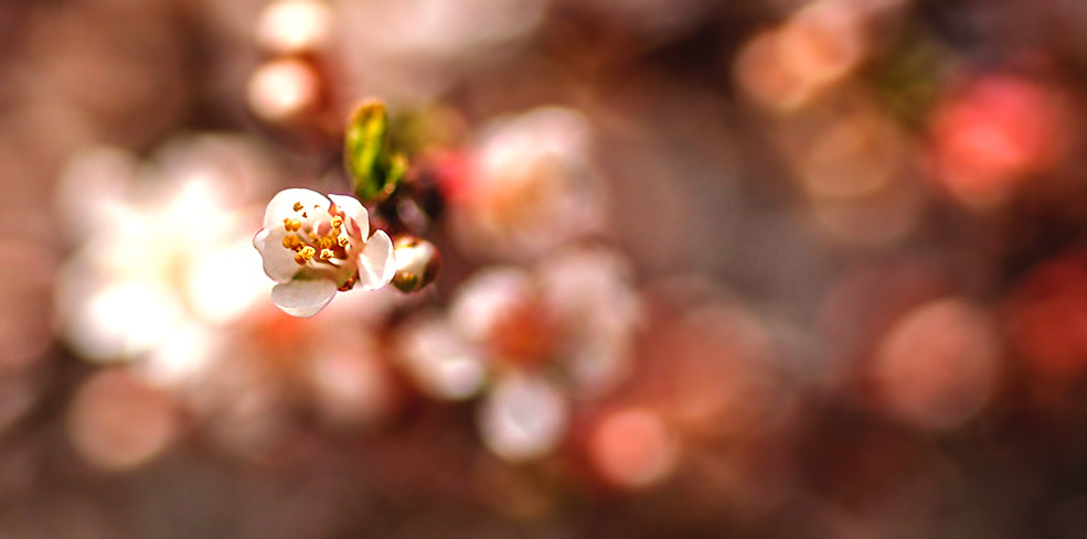 Nikon D50 + Nikon AF Micro-Nikkor 60mm F2.8D sample photo. Spring photography
