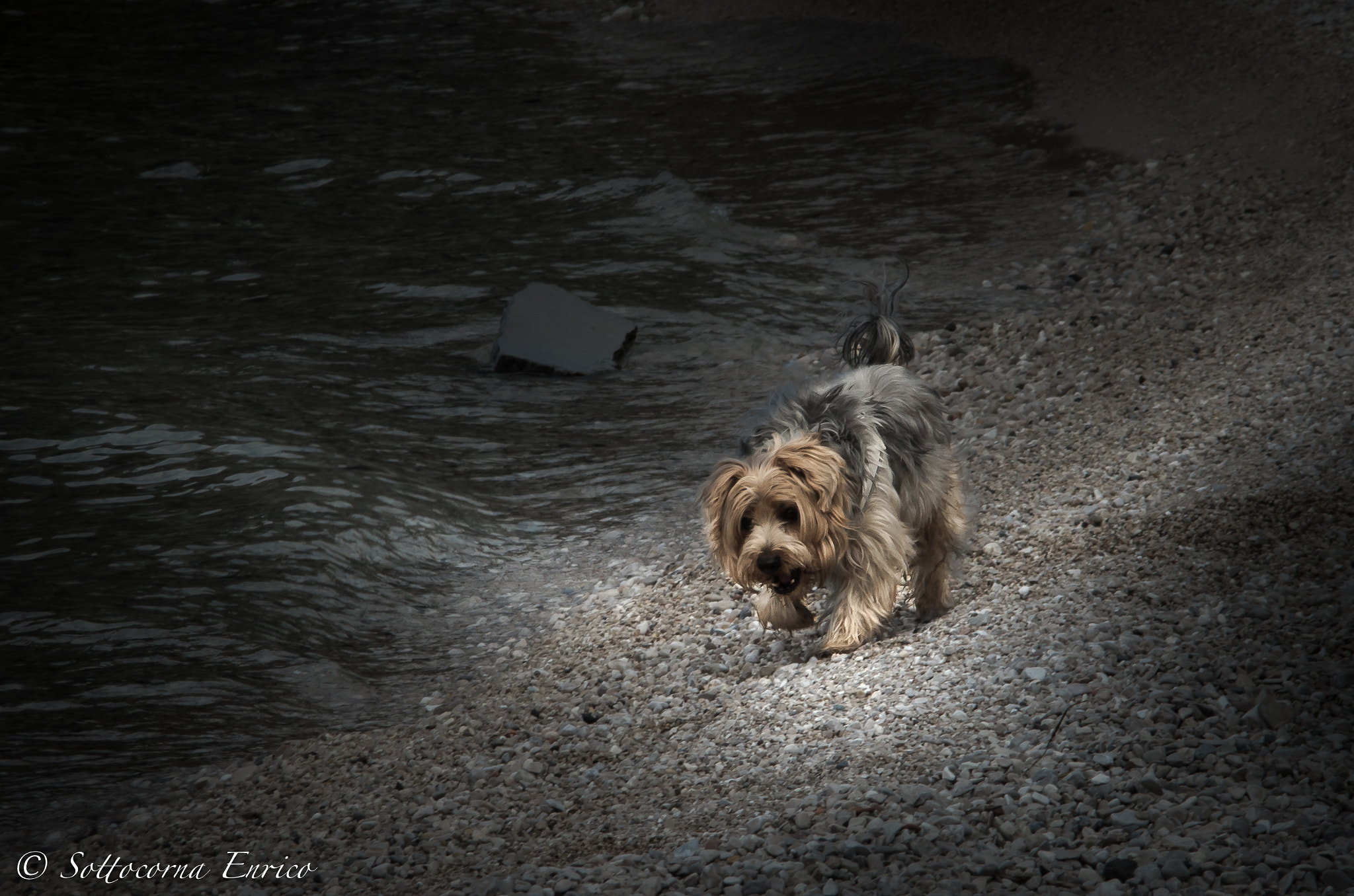 Pentax K-50 + Sigma sample photo. Dog photography