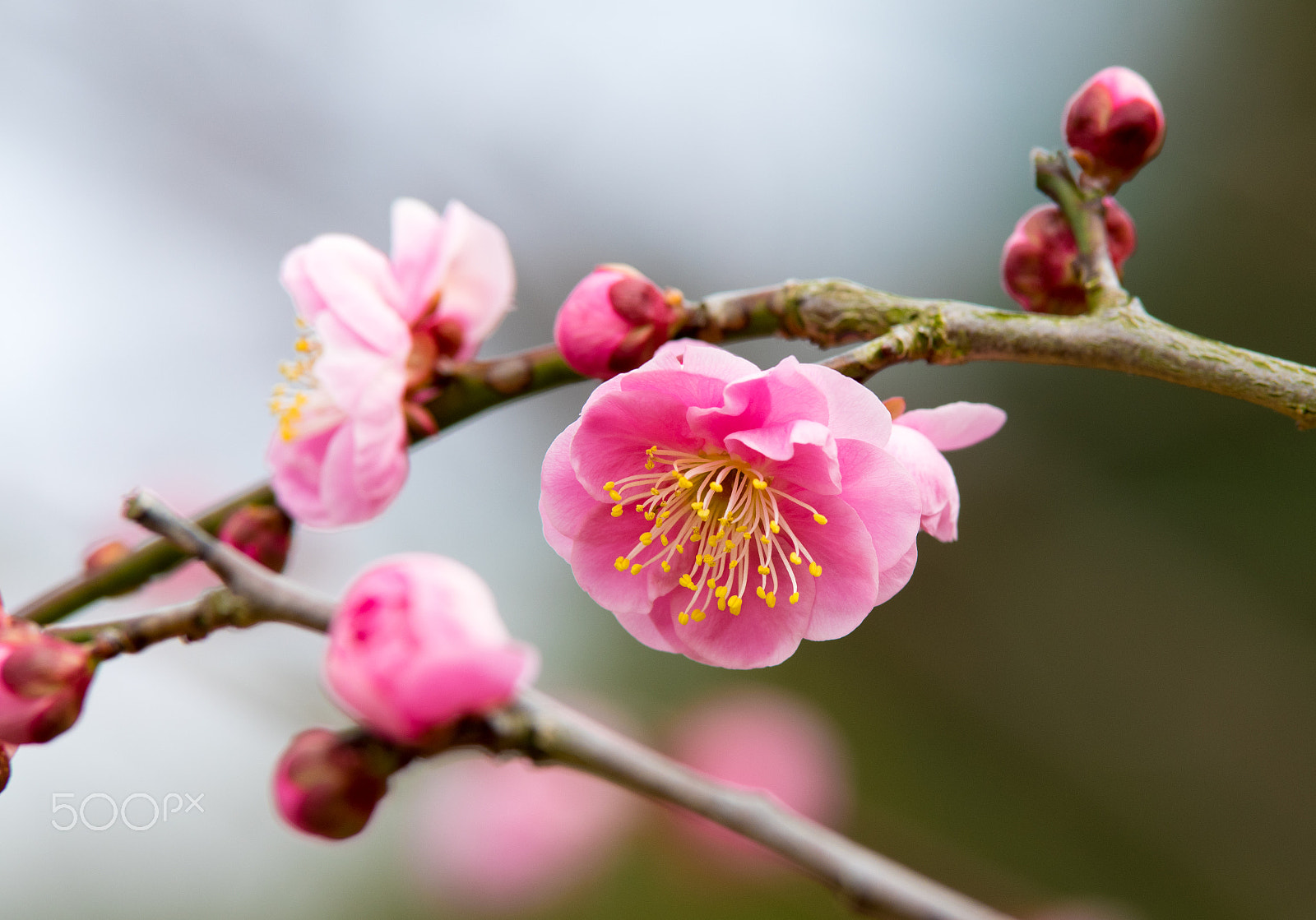 Pentax K-3 sample photo. Japanese plum at odawara flower garden. photography