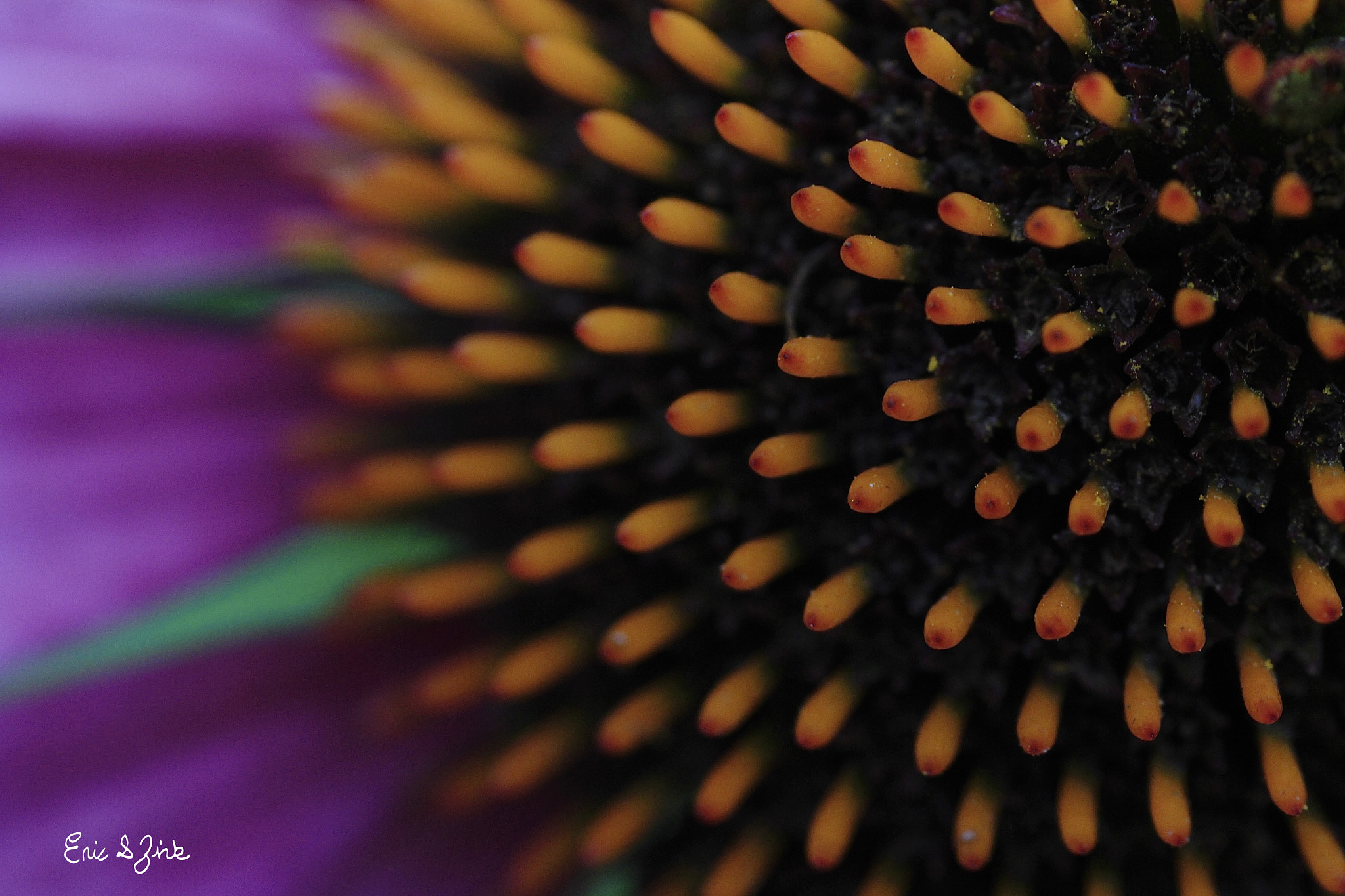 Tamron SP AF 90mm F2.8 Di Macro sample photo. Echinacea photography