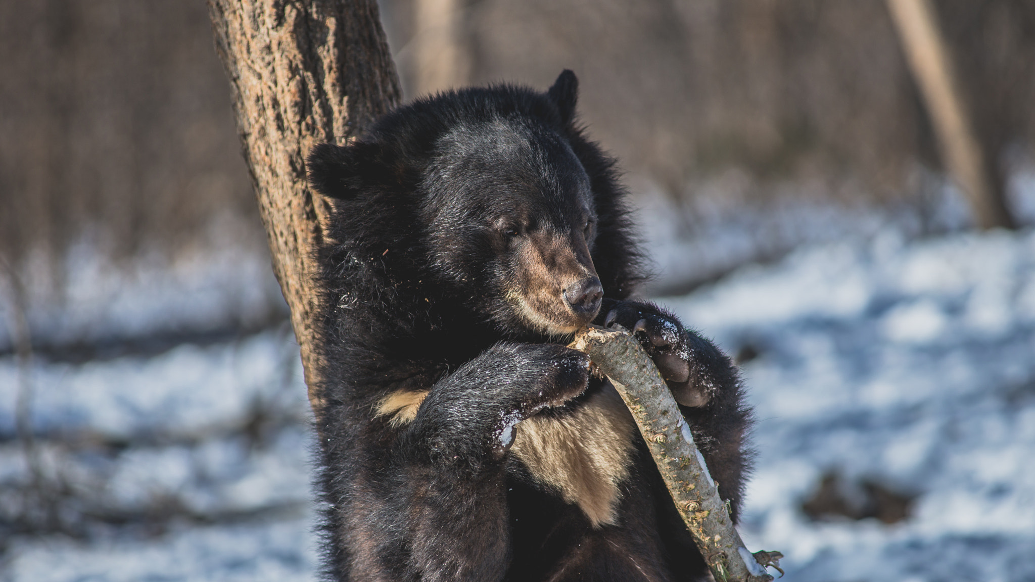 Minolta AF 80-200mm F2.8 HS-APO G sample photo. Gnaw or chew on? photography