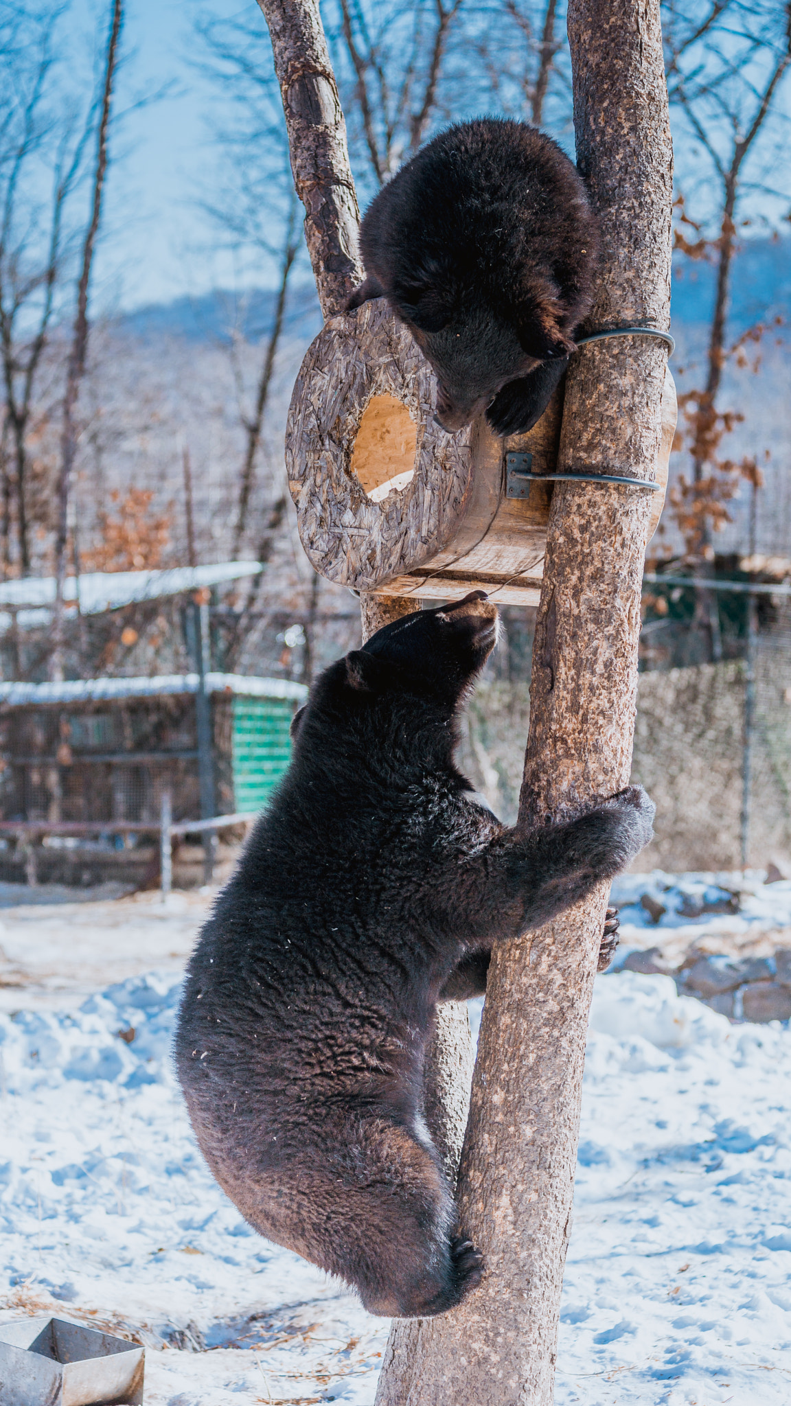 Minolta AF 80-200mm F2.8 HS-APO G sample photo. Two brothers photography