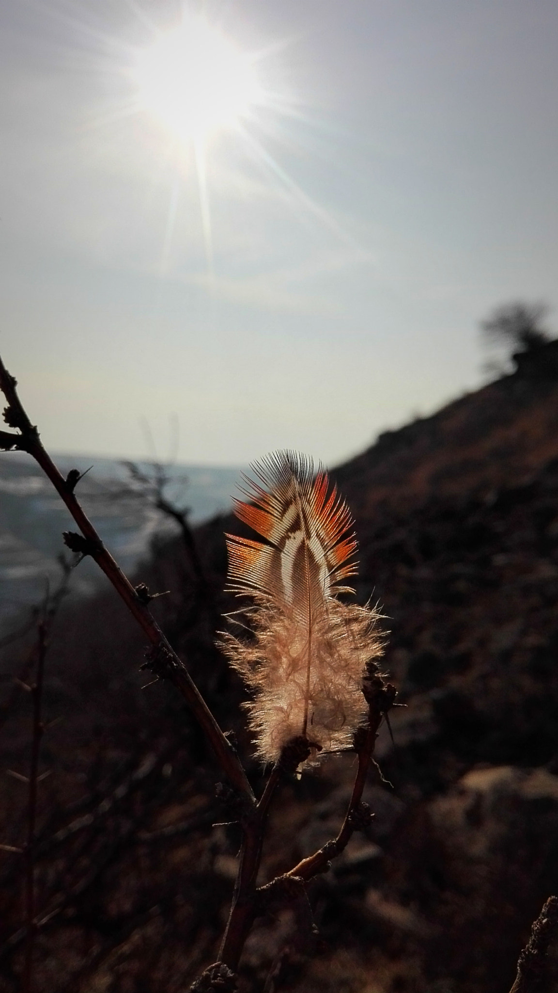 HUAWEI Che2-UL00 sample photo. Pheasant feathers. photography