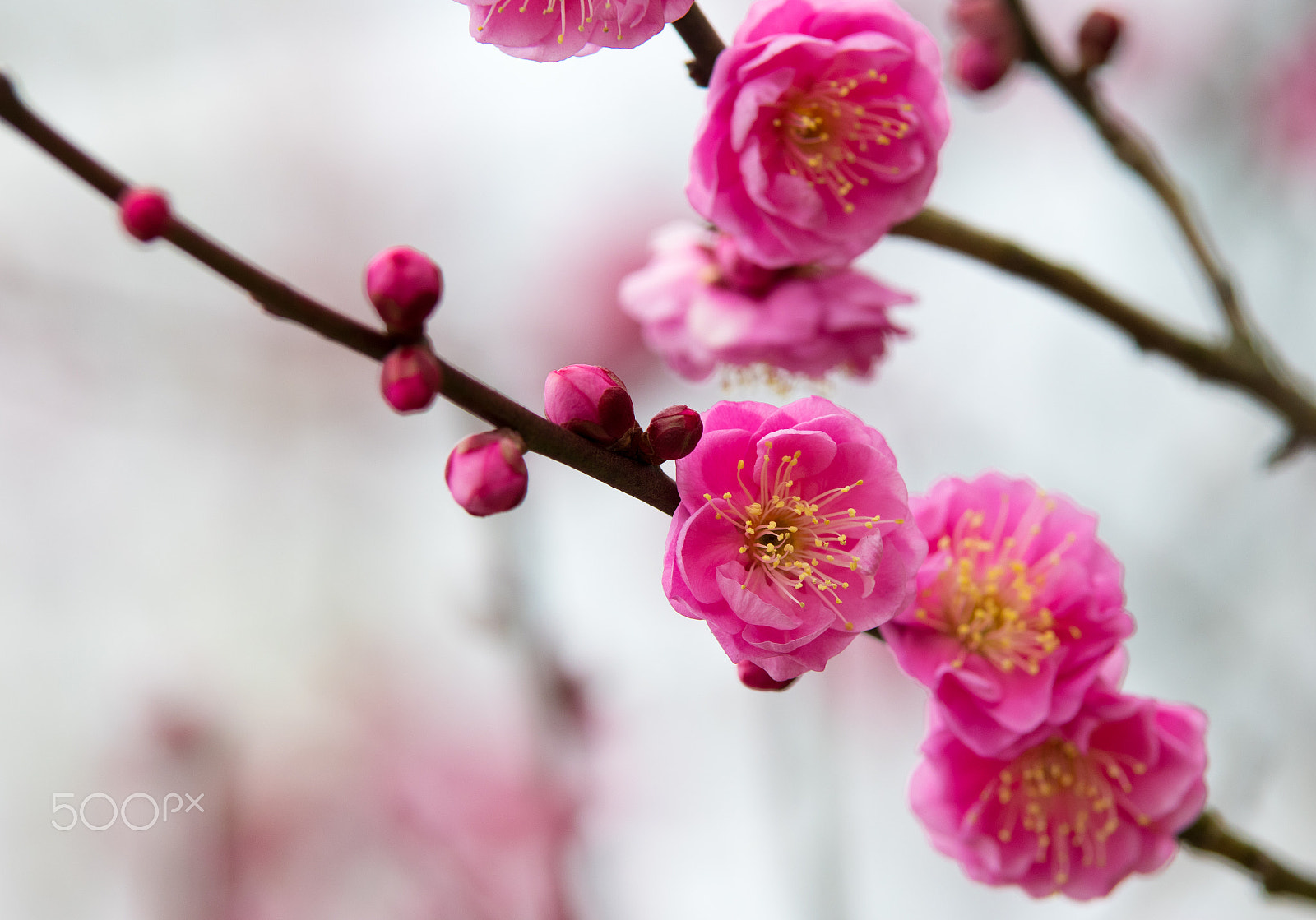 Pentax K-3 sample photo. Japanese plum at odawara flower garden. photography